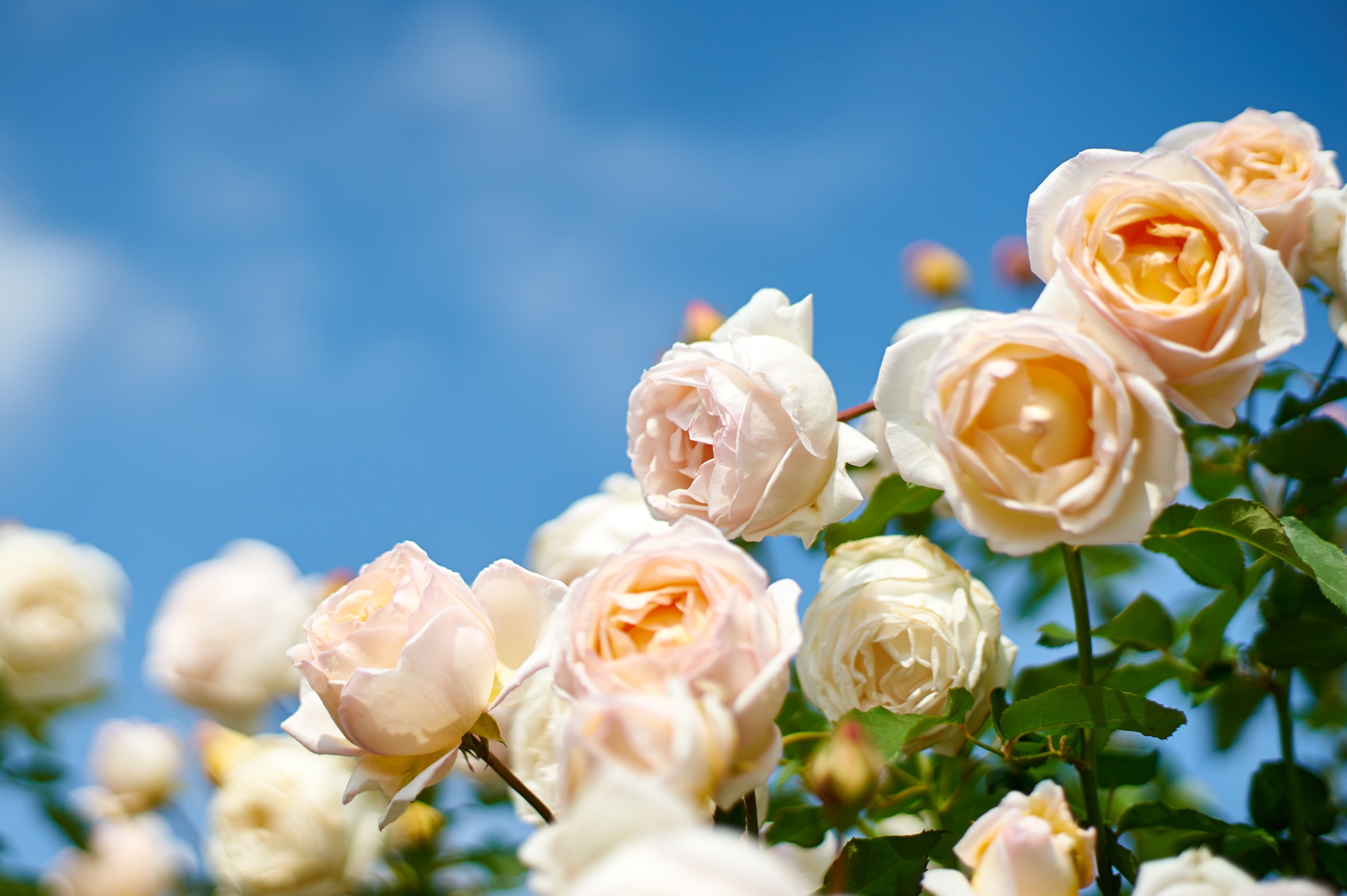 Скачать картинку Природа, Цветок, Роза, Земля/природа, Персиковый Цветок, Флауэрсы в телефон бесплатно.