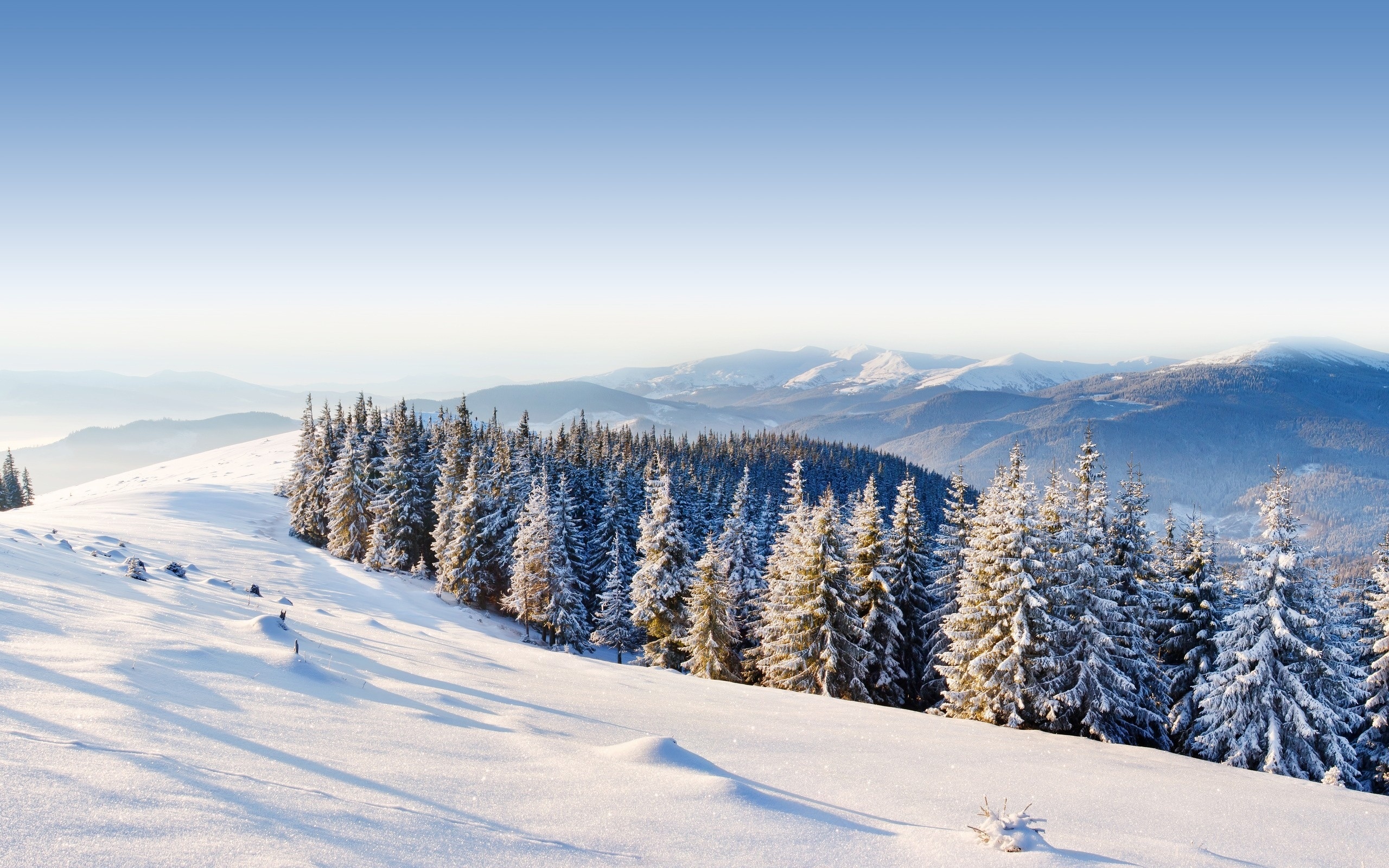 Download mobile wallpaper Winter, Snow, Mountain, Forest, Tree, Earth, Pine Tree for free.