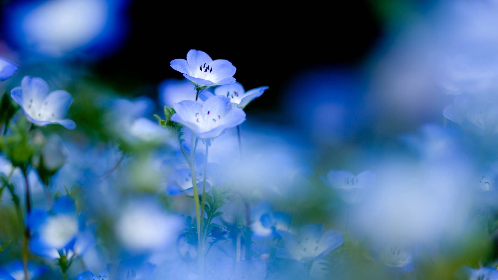 PCデスクトップに青い, 咲く, 大きい, 開花, マクロ, フラワーズ画像を無料でダウンロード