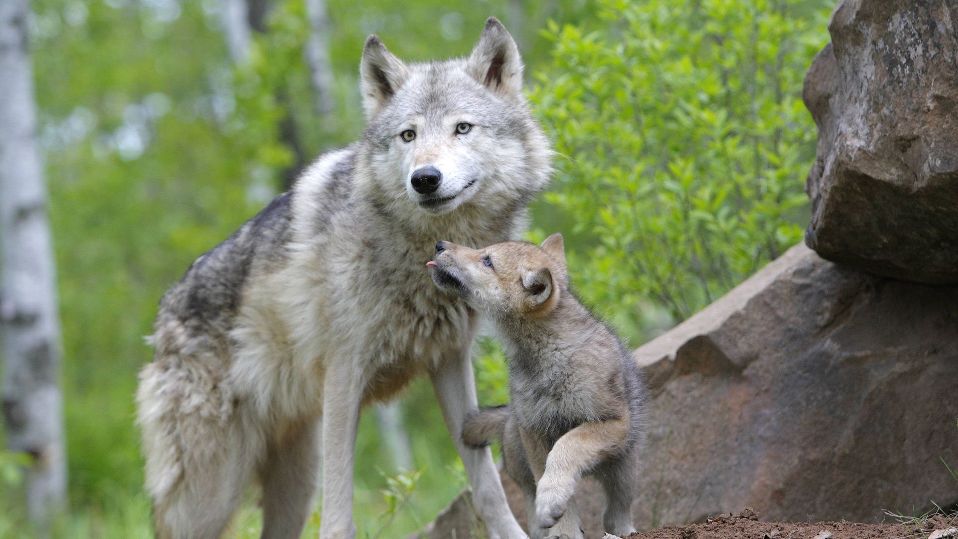 93681 descargar imagen animales, pareja, par, lobo, una familia, familia, cuidado, cachorro de lobo, lobezno: fondos de pantalla y protectores de pantalla gratis