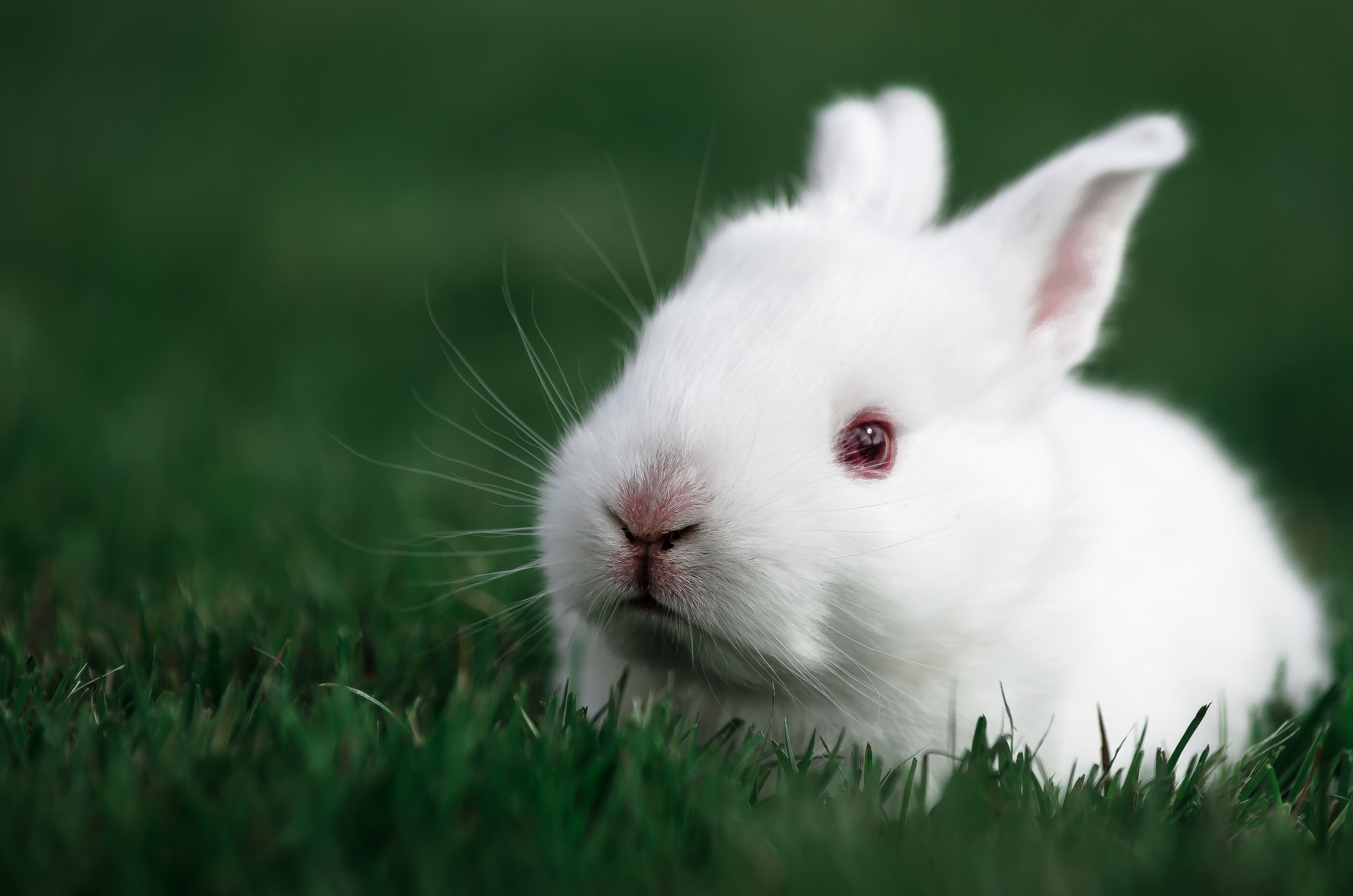 105231 Bild herunterladen kaninchen, tiere, grass, weiß, schnauze - Hintergrundbilder und Bildschirmschoner kostenlos