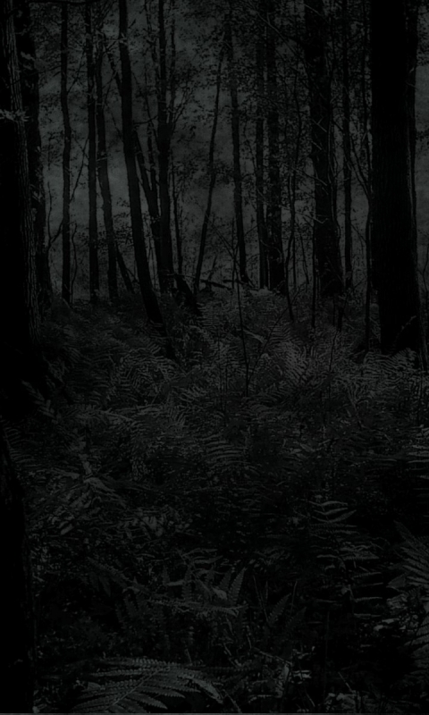 Download mobile wallpaper Dark, Forest for free.