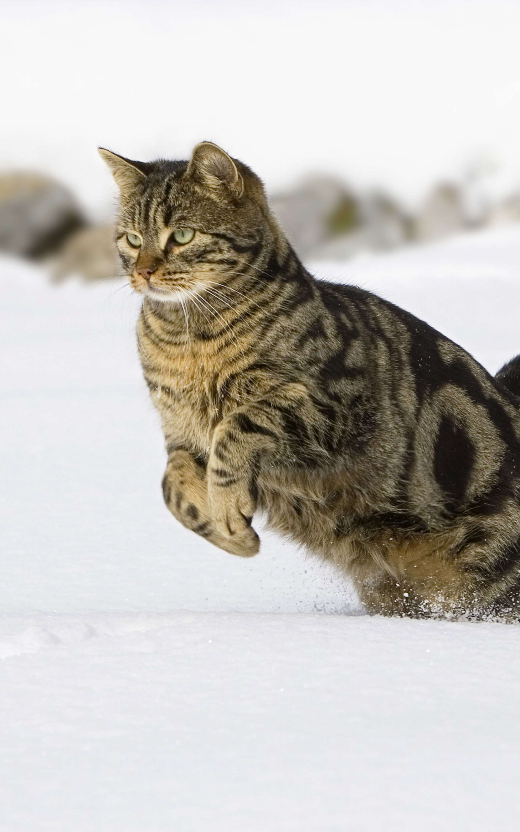 Descarga gratuita de fondo de pantalla para móvil de Animales, Gatos, Gato.