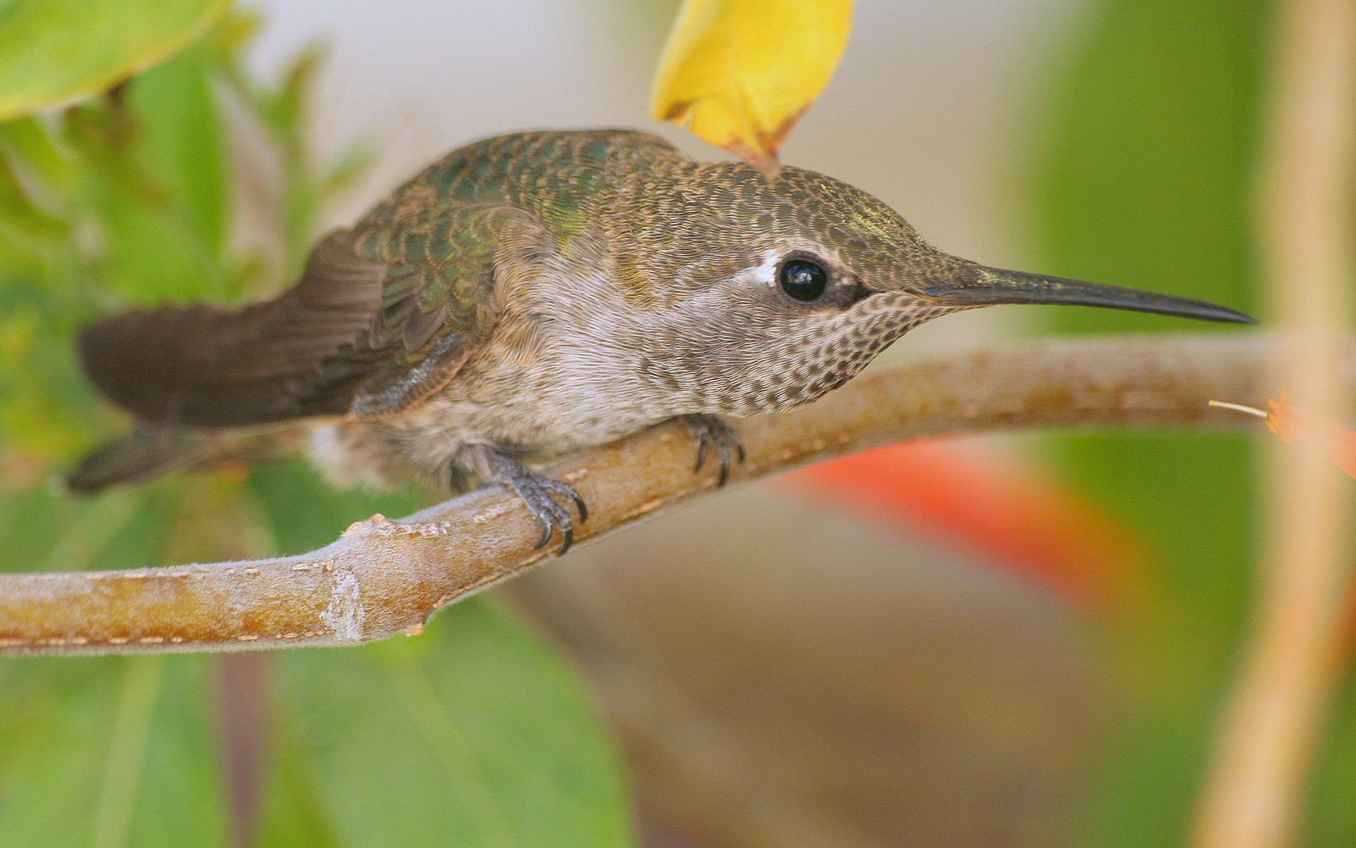 Descarga gratuita de fondo de pantalla para móvil de Animales, Aves, Ave, Colibrí.