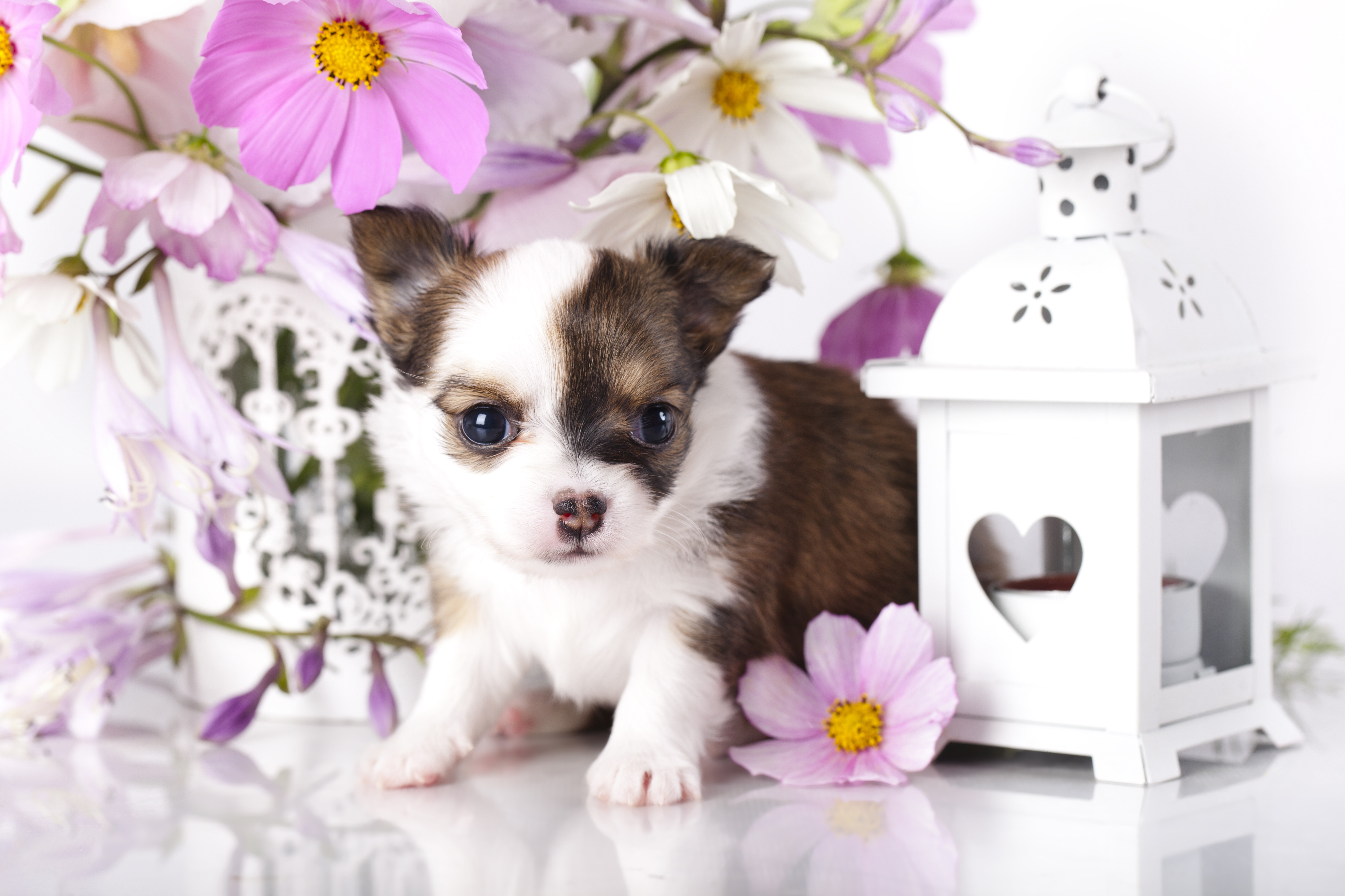 Baixe gratuitamente a imagem Animais, Cães, Filhote na área de trabalho do seu PC