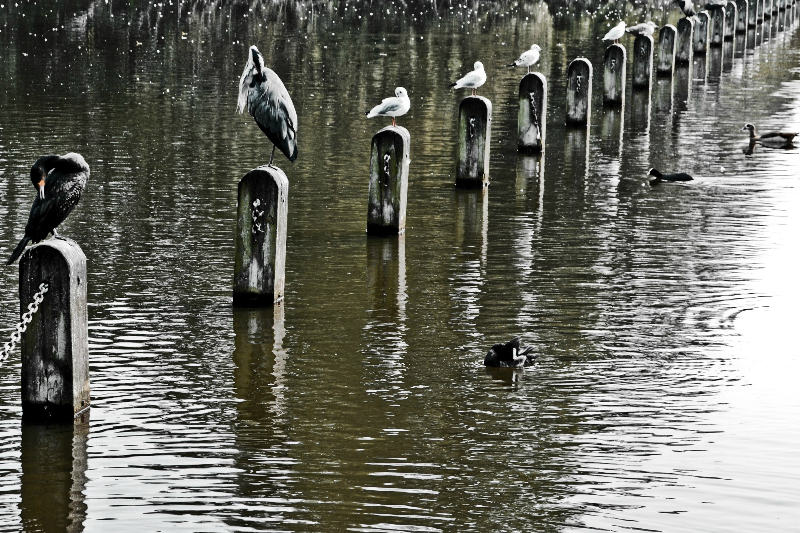 Baixe gratuitamente a imagem Animais, Aves, Pássaro na área de trabalho do seu PC