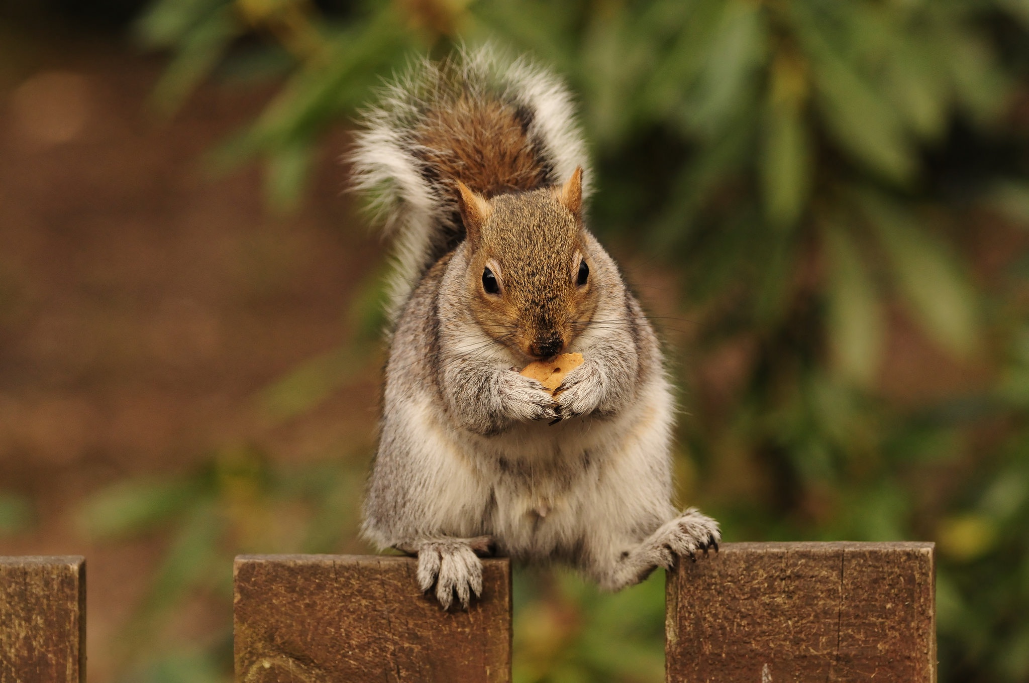 Download mobile wallpaper Squirrel, Animal, Rodent, Depth Of Field for free.