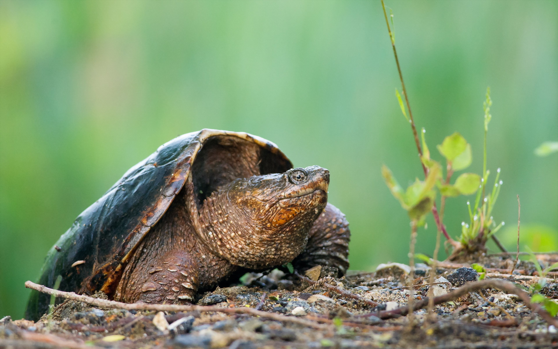 Téléchargez gratuitement l'image Animaux, Tortues, Tortue sur le bureau de votre PC