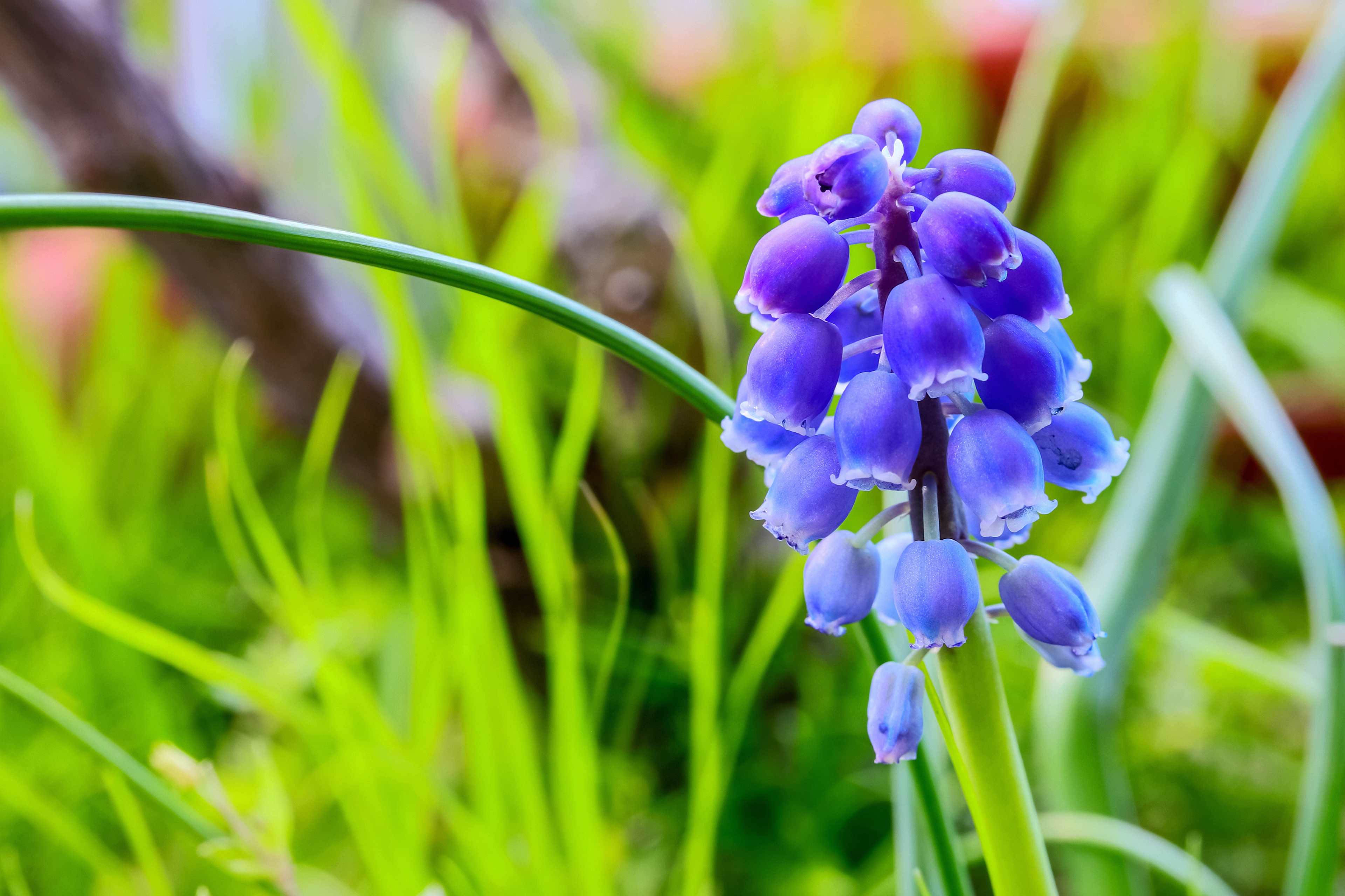 Descarga gratis la imagen Flores, Jacinto, Flor, Primavera, Tierra/naturaleza, Difuminado, Flor Azul en el escritorio de tu PC