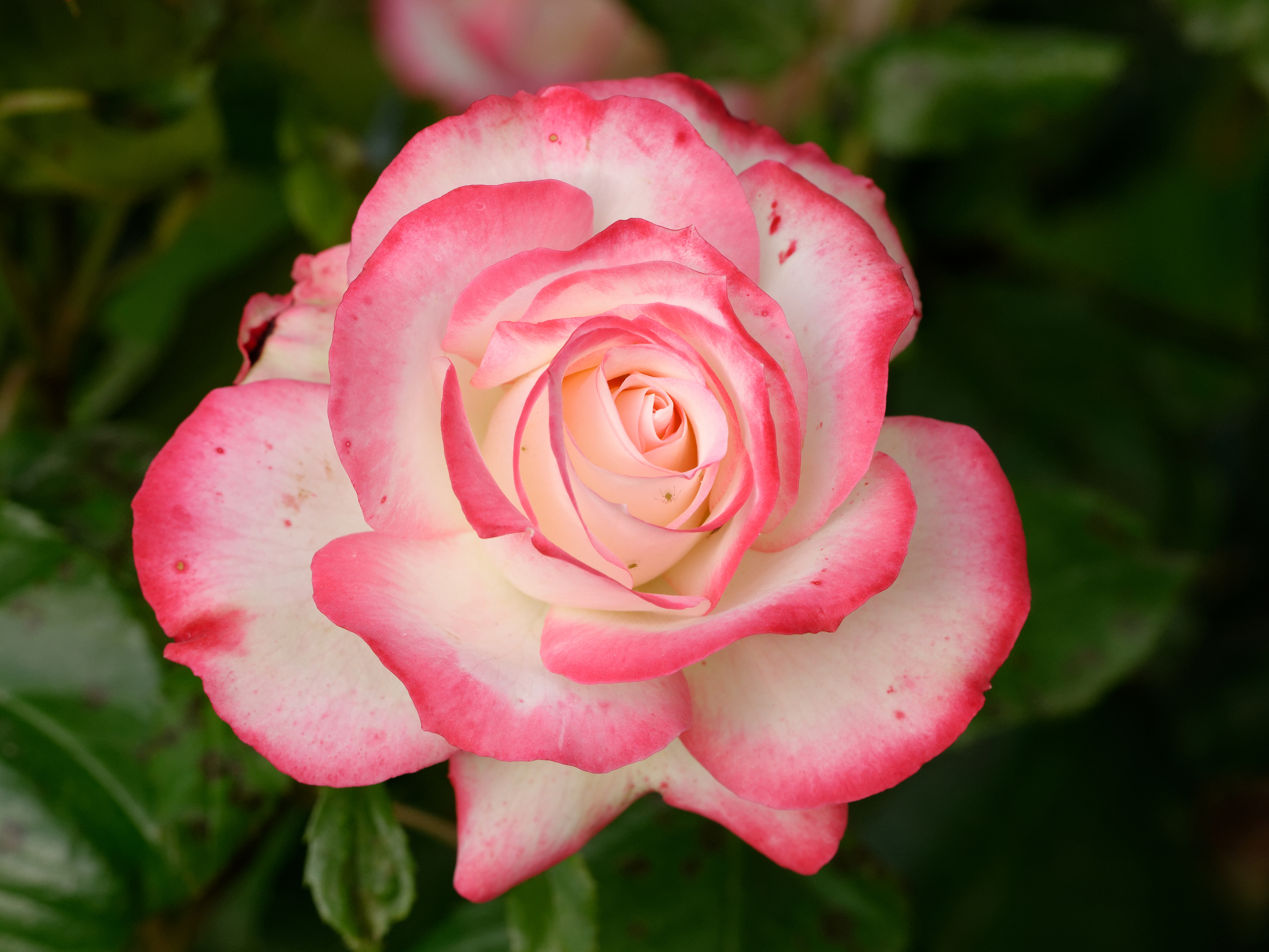 Laden Sie das Blumen, Rose, Erde/natur-Bild kostenlos auf Ihren PC-Desktop herunter