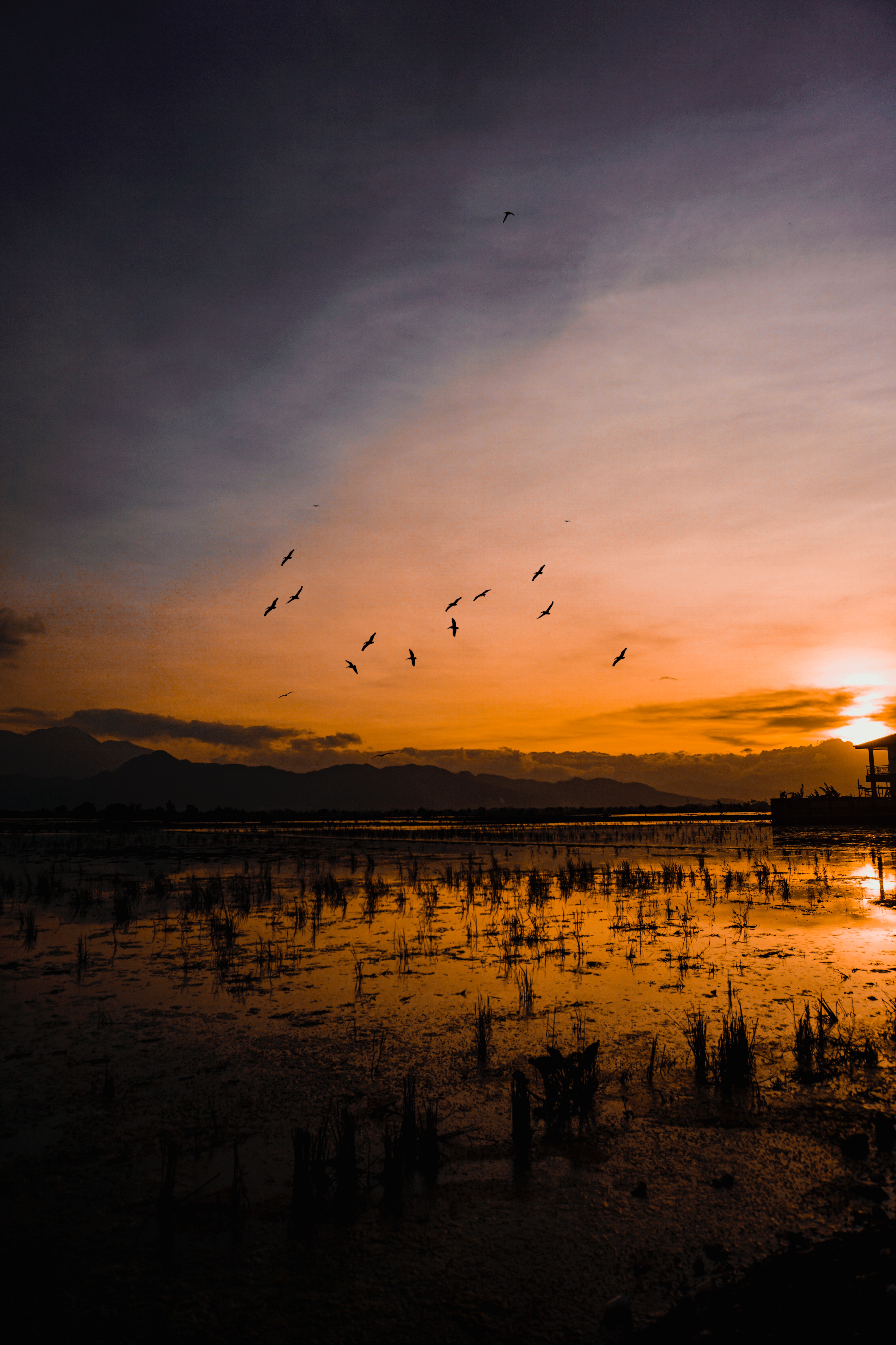 135915 télécharger l'image nature, oiseaux, eau, coucher de soleil, horizon, silhouettes, indonésie - fonds d'écran et économiseurs d'écran gratuits