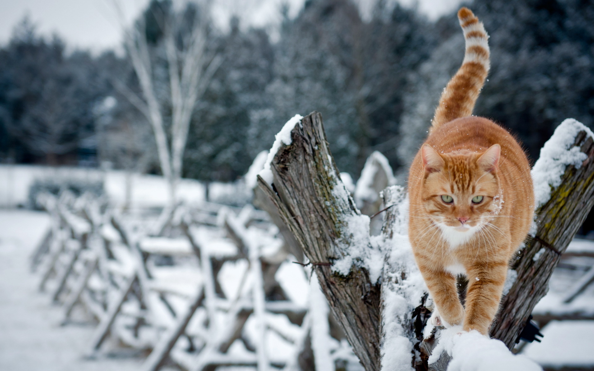 289300 Protetores de tela e papéis de parede Gatos em seu telefone. Baixe  fotos gratuitamente