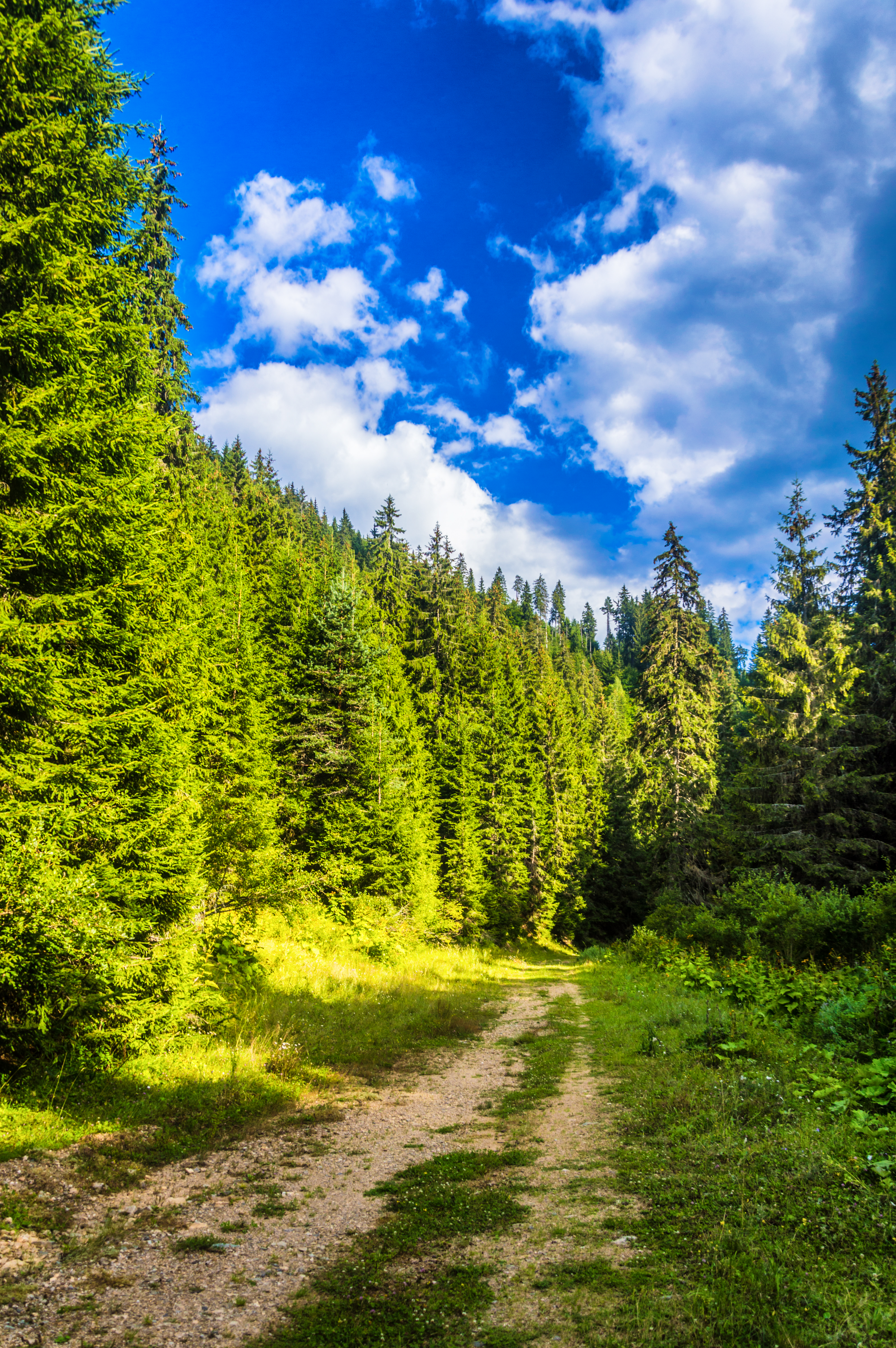 Téléchargez gratuitement l'image Chemin, Nature, Forêt, Route, Sky sur le bureau de votre PC