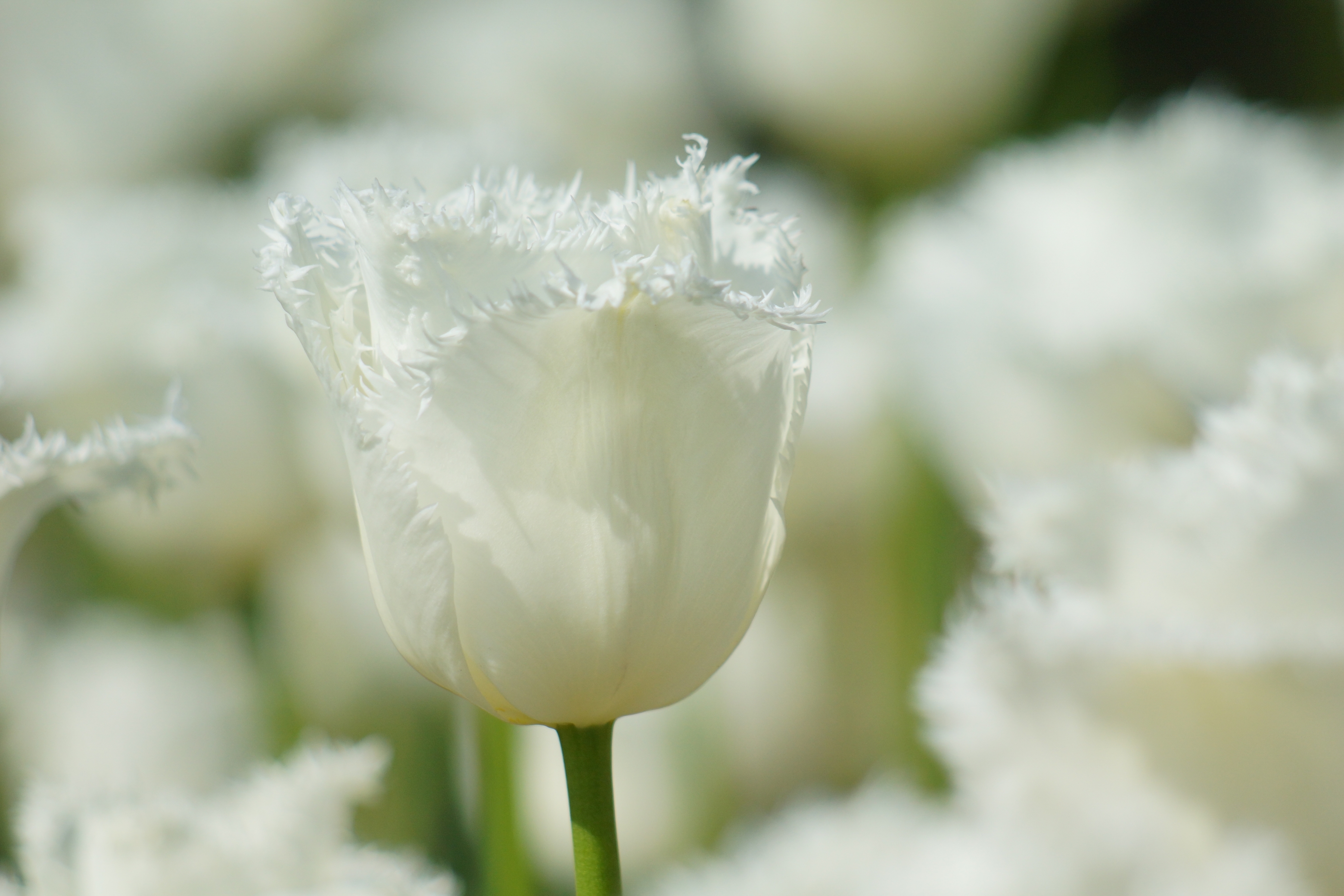 Laden Sie das Blumen, Blume, Tulpe, Erde/natur-Bild kostenlos auf Ihren PC-Desktop herunter