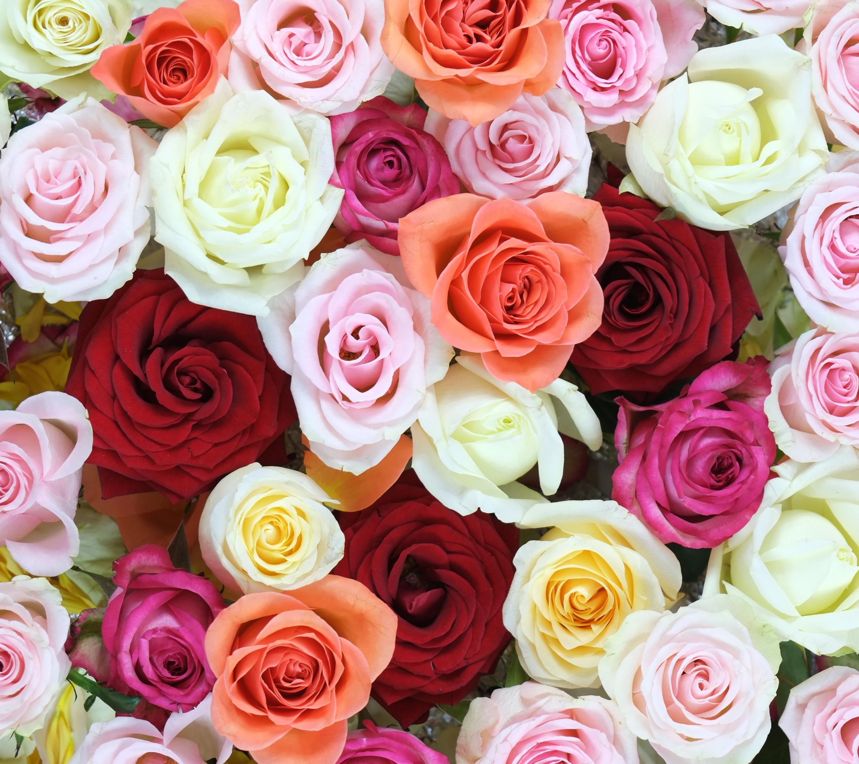 Скачати мобільні шпалери Квітка, Роза, Земля, Біла Квітка, Червона Квітка, Рожева Квітка, Флауерзи безкоштовно.