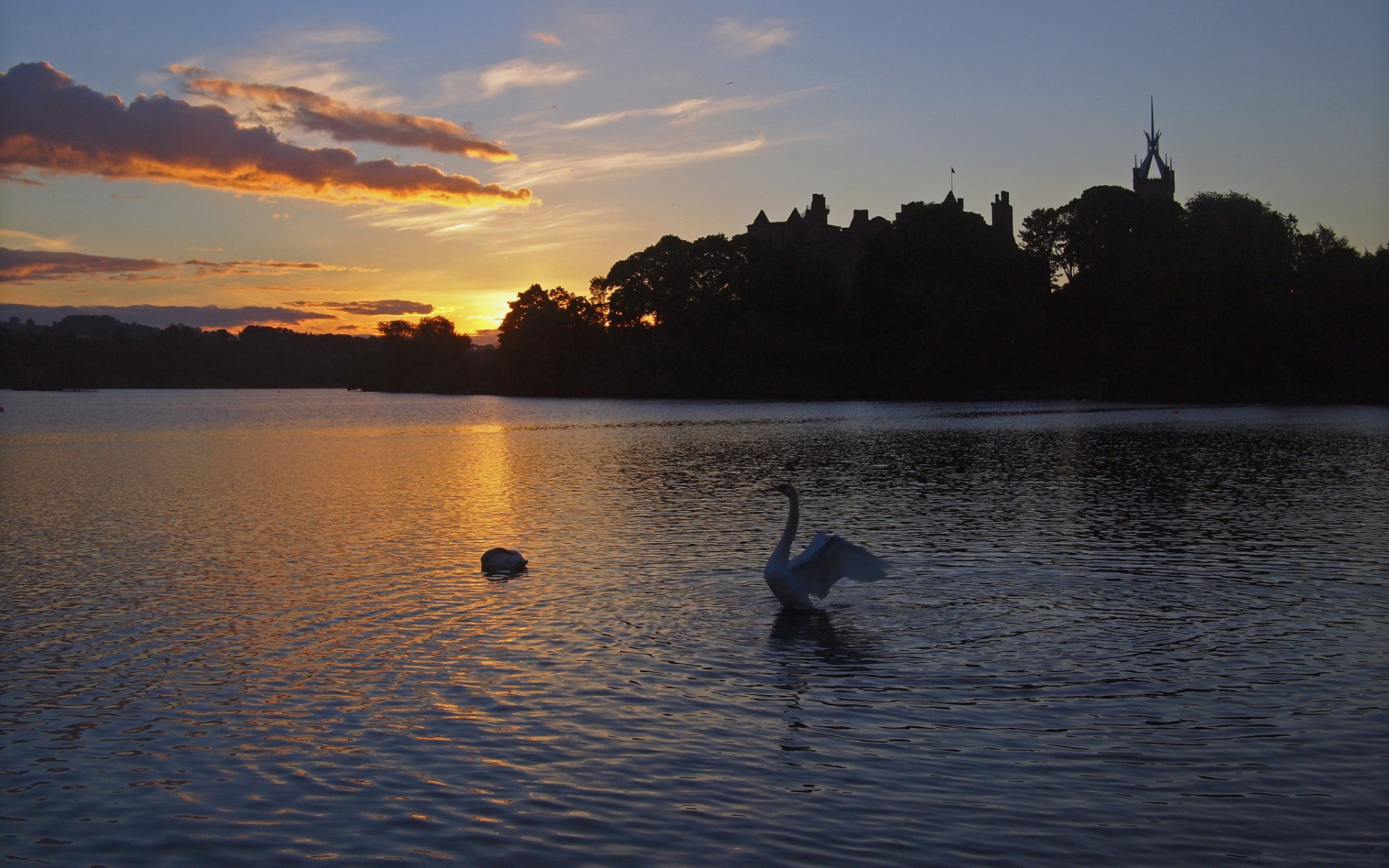 Free download wallpaper Birds, Animal, Swan on your PC desktop