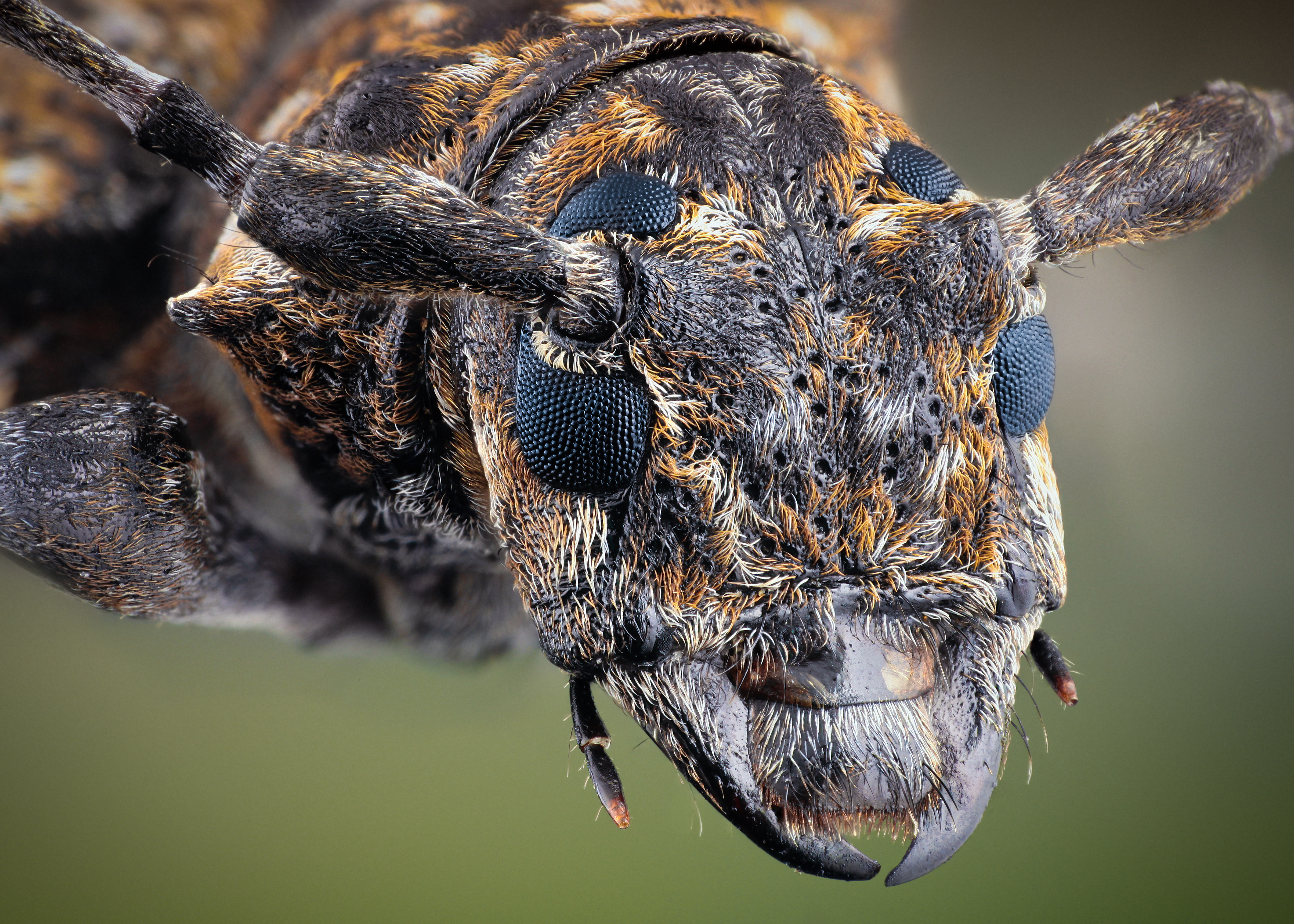 Descarga gratuita de fondo de pantalla para móvil de Animales, Insecto.