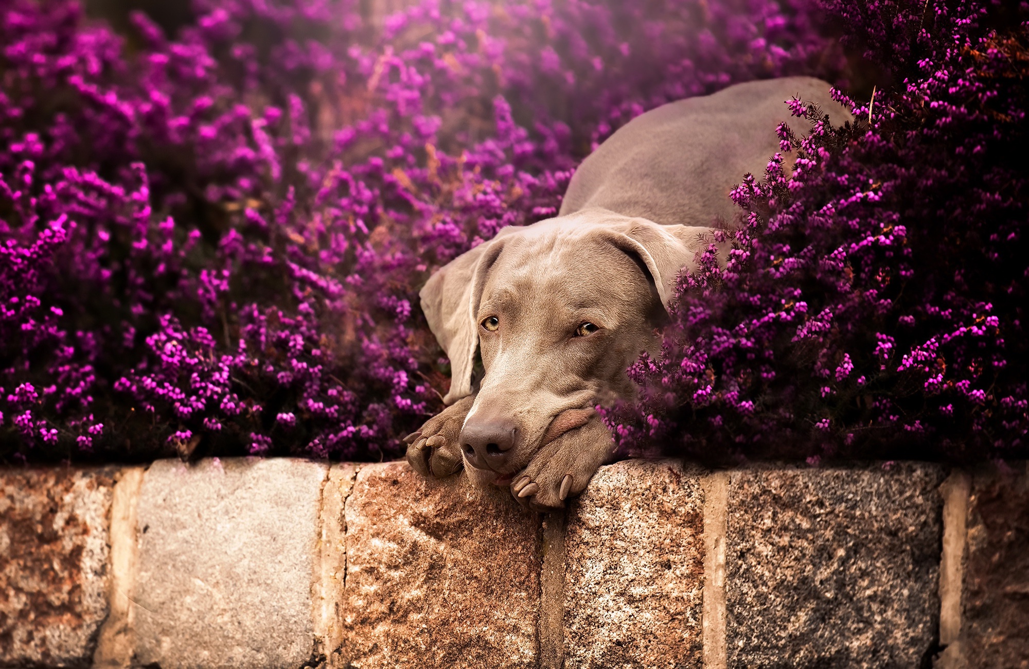 PCデスクトップに動物, 犬, ワイマラナー, 紫色の花画像を無料でダウンロード