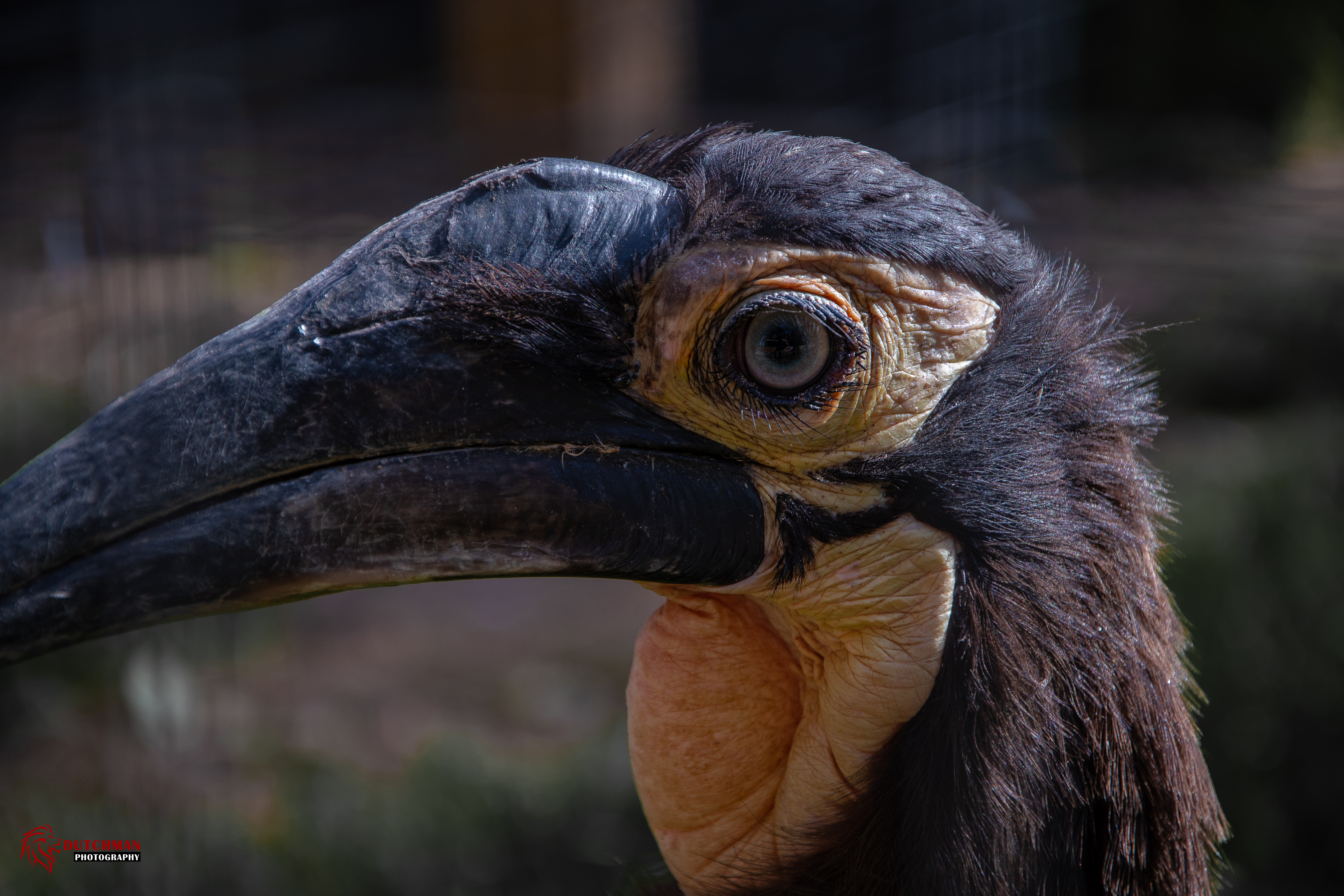 Laden Sie das Tiere, Vögel, Vogel, Porträt, Auge-Bild kostenlos auf Ihren PC-Desktop herunter