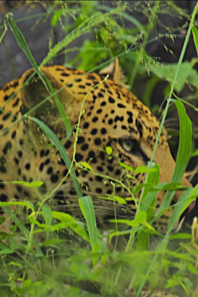 Handy-Wallpaper Tiere, Katzen, Leopard kostenlos herunterladen.