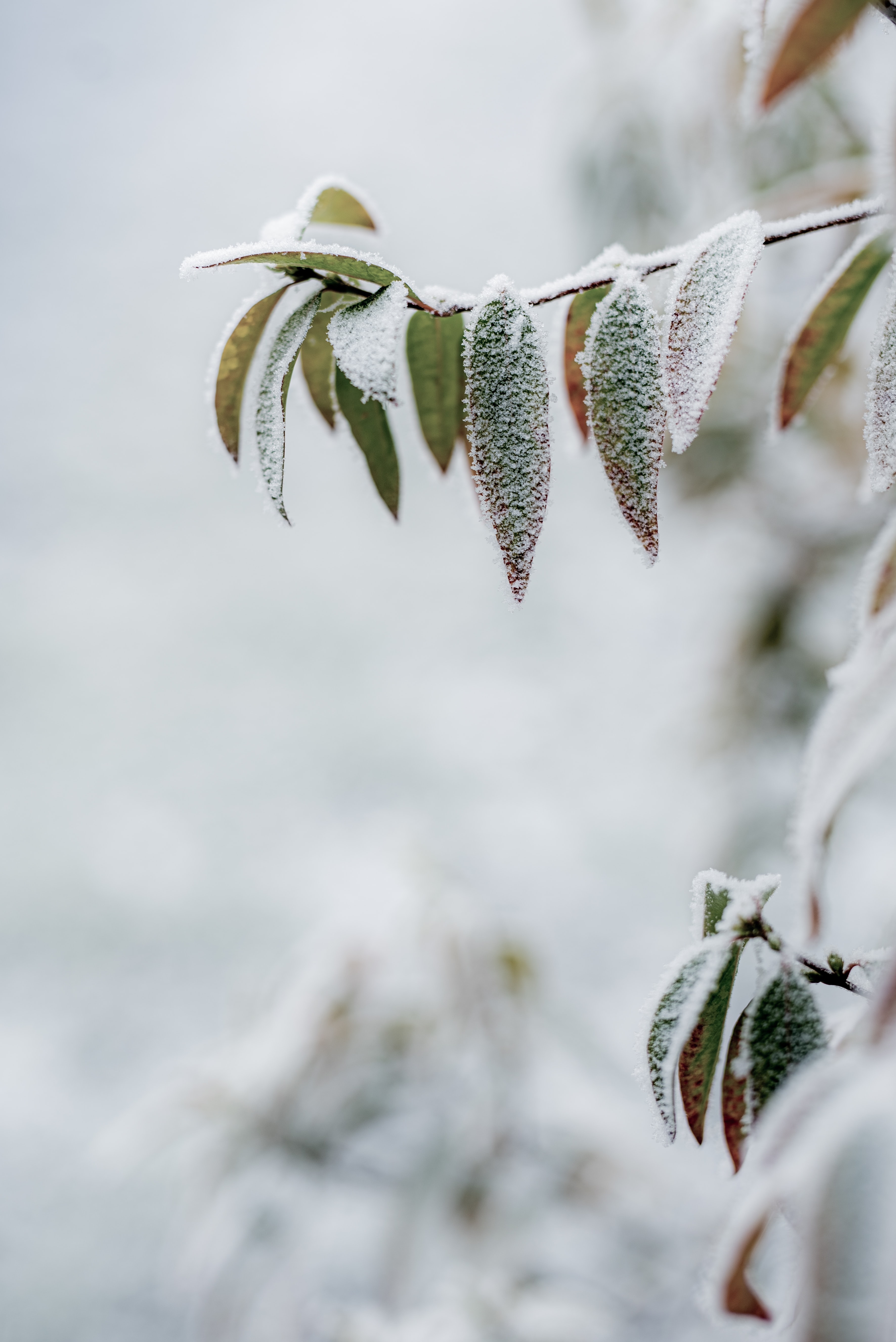 PCデスクトップに冬, 大きい, マクロ, ブランチ, 枝, 霜, 葉画像を無料でダウンロード