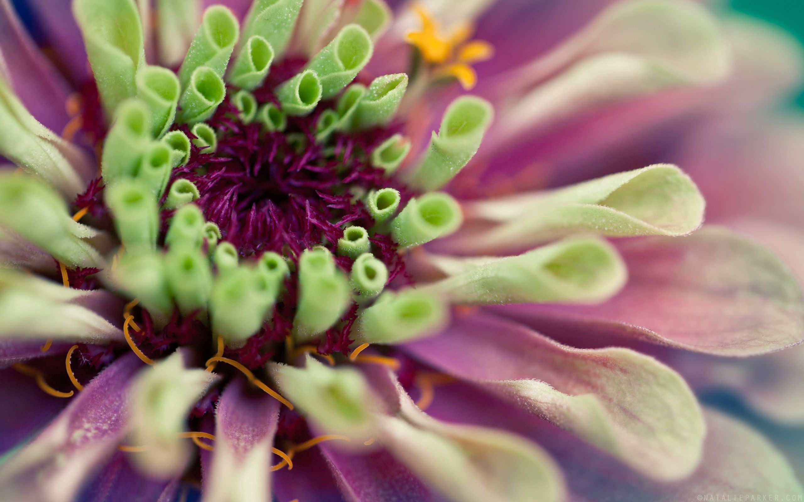 Descarga gratuita de fondo de pantalla para móvil de Hierba, Macro, Planta, Flor.