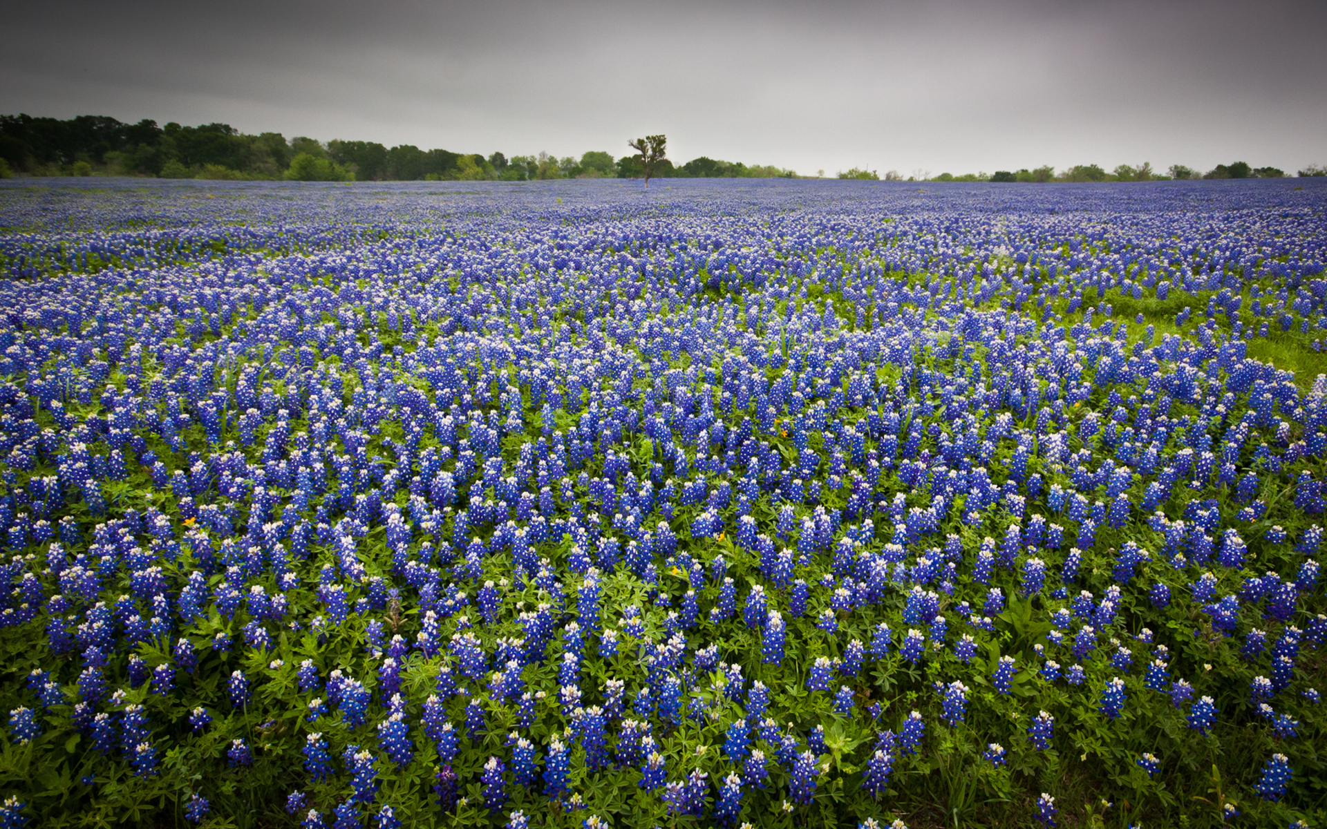 Free download wallpaper Flowers, Flower, Earth on your PC desktop