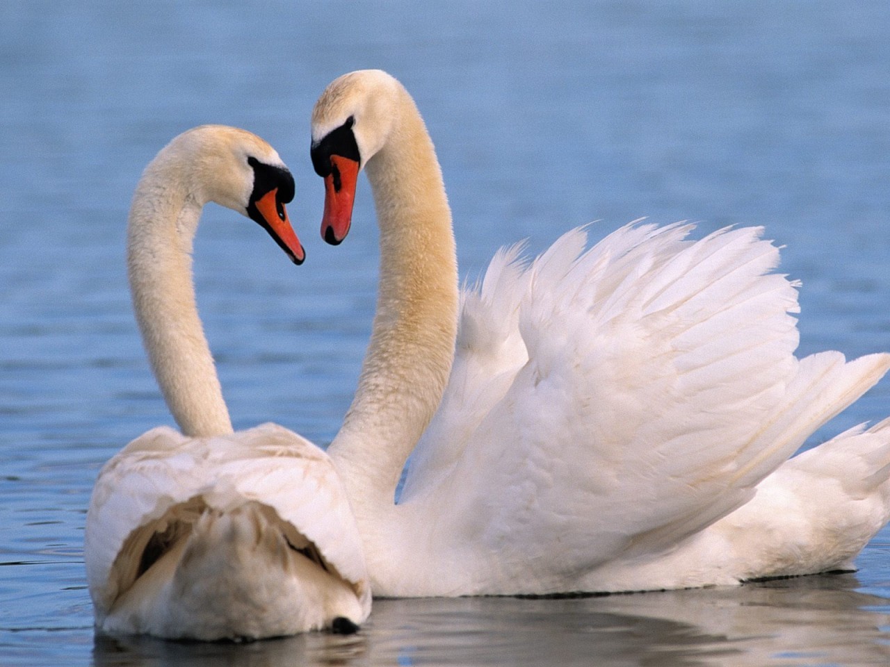 46828 Hintergrundbild herunterladen tiere, vögel, swans - Bildschirmschoner und Bilder kostenlos