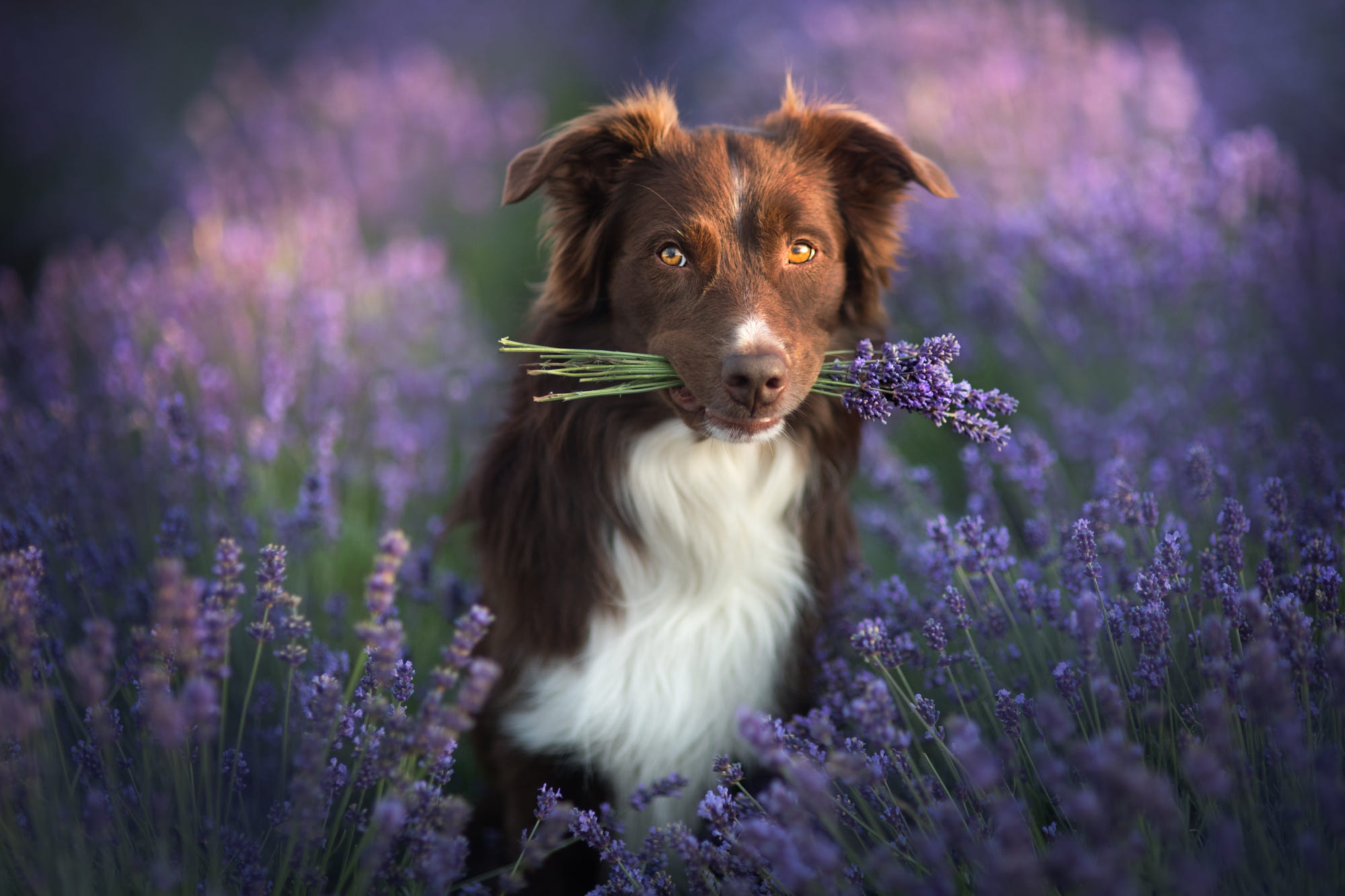 Handy-Wallpaper Tiere, Hunde, Hund, Lavendel, Border Collie kostenlos herunterladen.