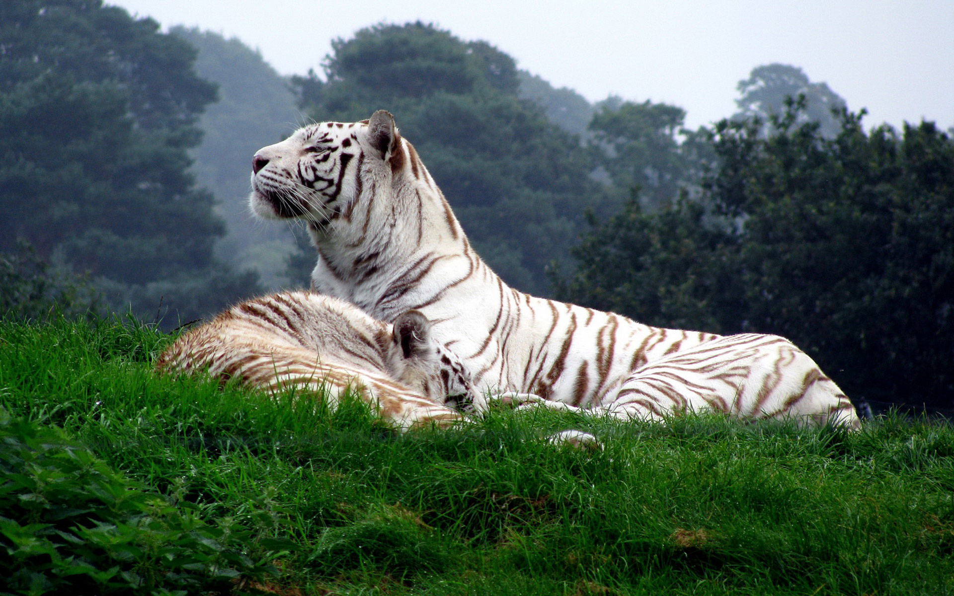Download mobile wallpaper Animal, White Tiger for free.