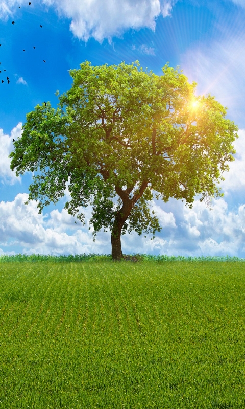 Handy-Wallpaper Natur, Bäume, Baum, Wolke, Gras, Himmel, Sonnenstrahl, Erde/natur, Einsamer Baum, Sonnenbohne kostenlos herunterladen.