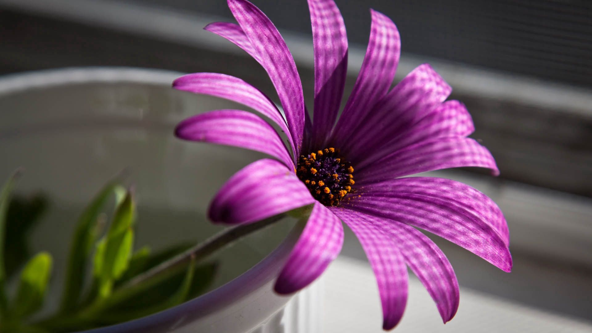 Free download wallpaper Flowers, Petals, Violet, Flower, Purple on your PC desktop