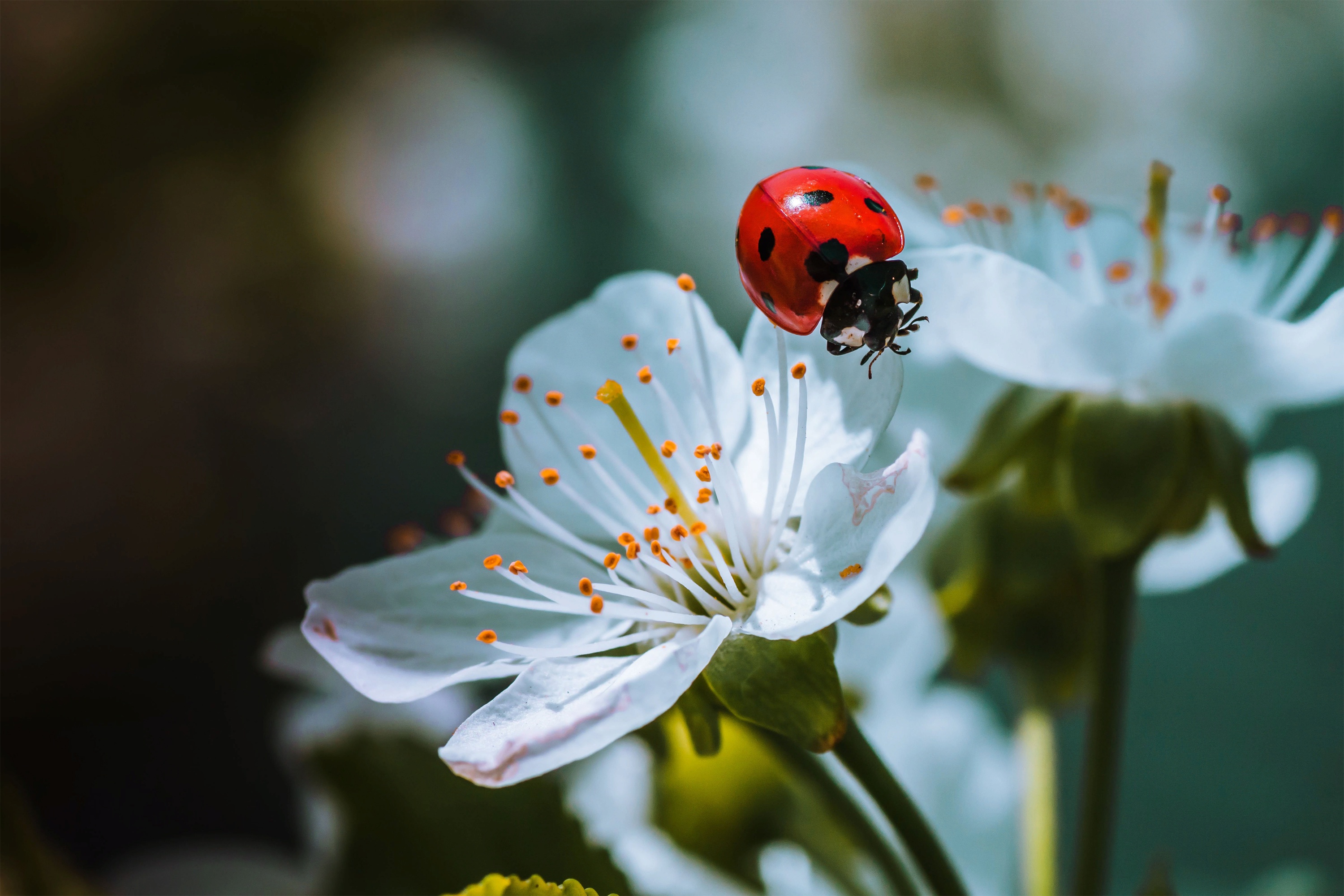 Handy-Wallpaper Tiere, Marienkäfer, Makro, Insekt, Weiße Blume kostenlos herunterladen.