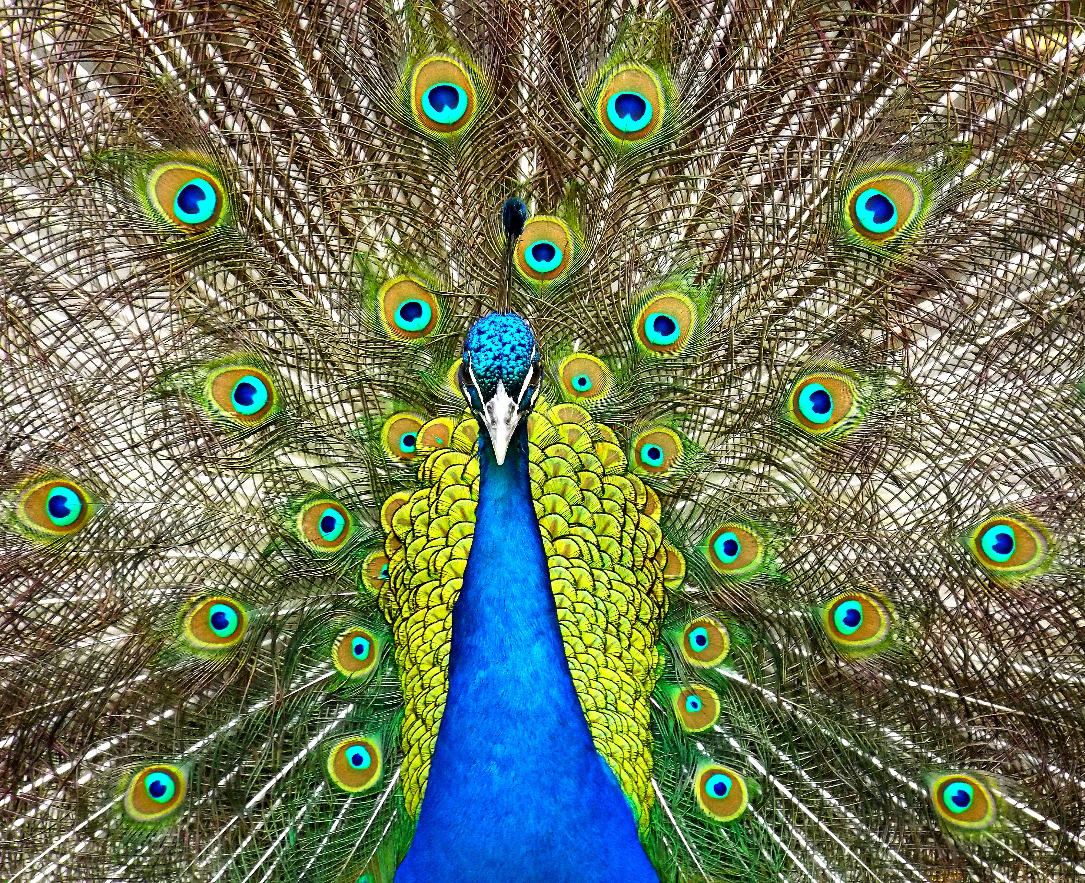 Téléchargez des papiers peints mobile Animaux, Oiseau, Coloré, Paon, Plume, Des Oiseaux gratuitement.