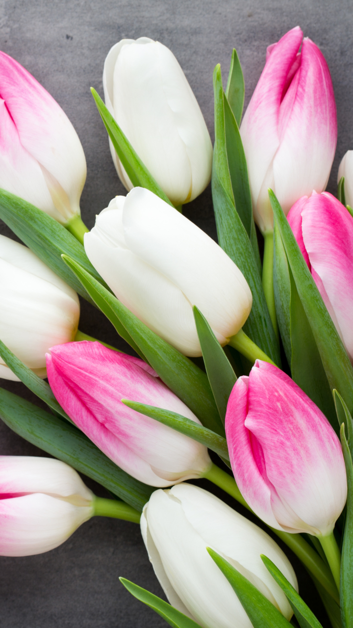 Download mobile wallpaper Flower, Tulip, White Flower, Man Made, Pink Flower for free.