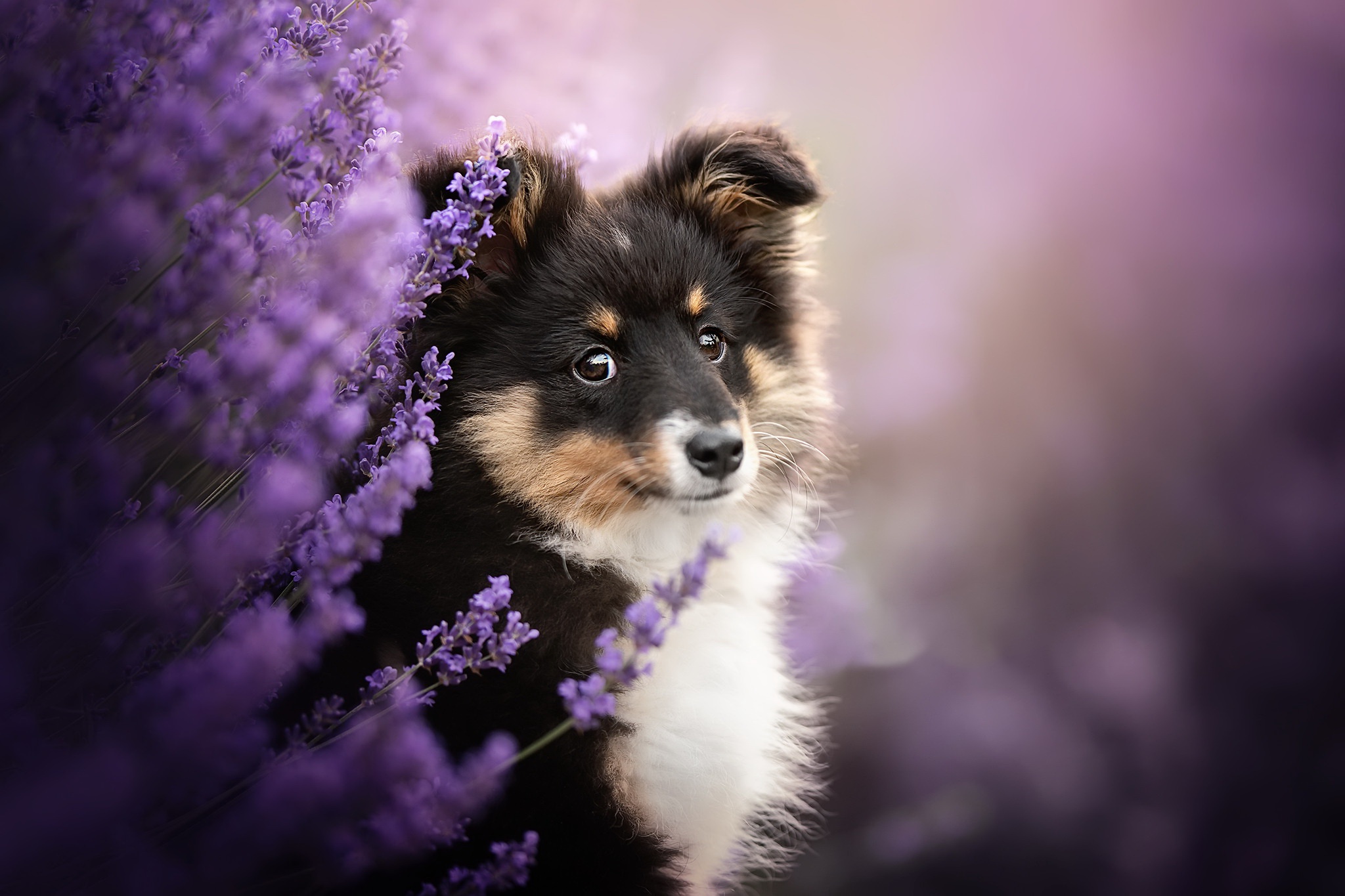 Handy-Wallpaper Tiere, Hunde, Hund, Welpen, Lila Blume, Tierbaby kostenlos herunterladen.