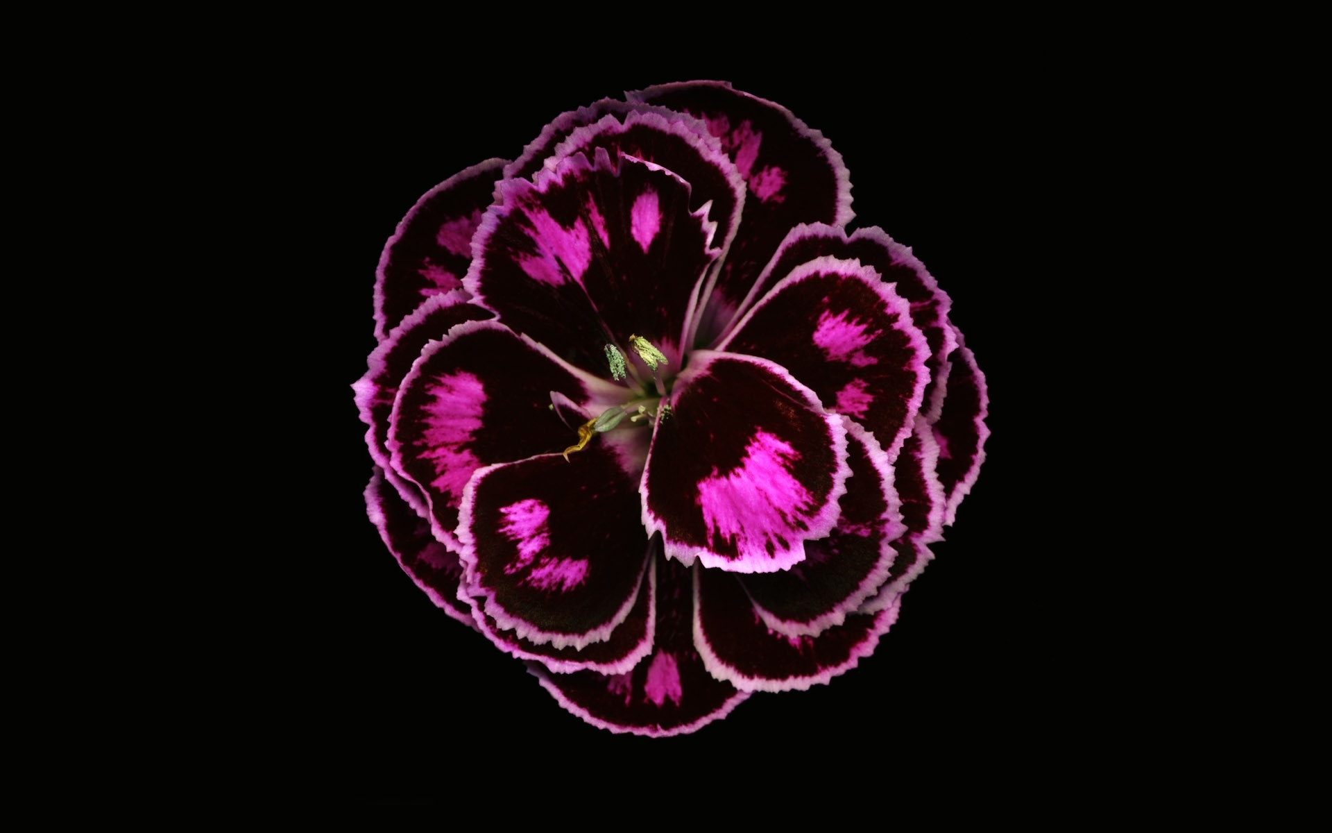Free download wallpaper Plants, Flowers, Background on your PC desktop