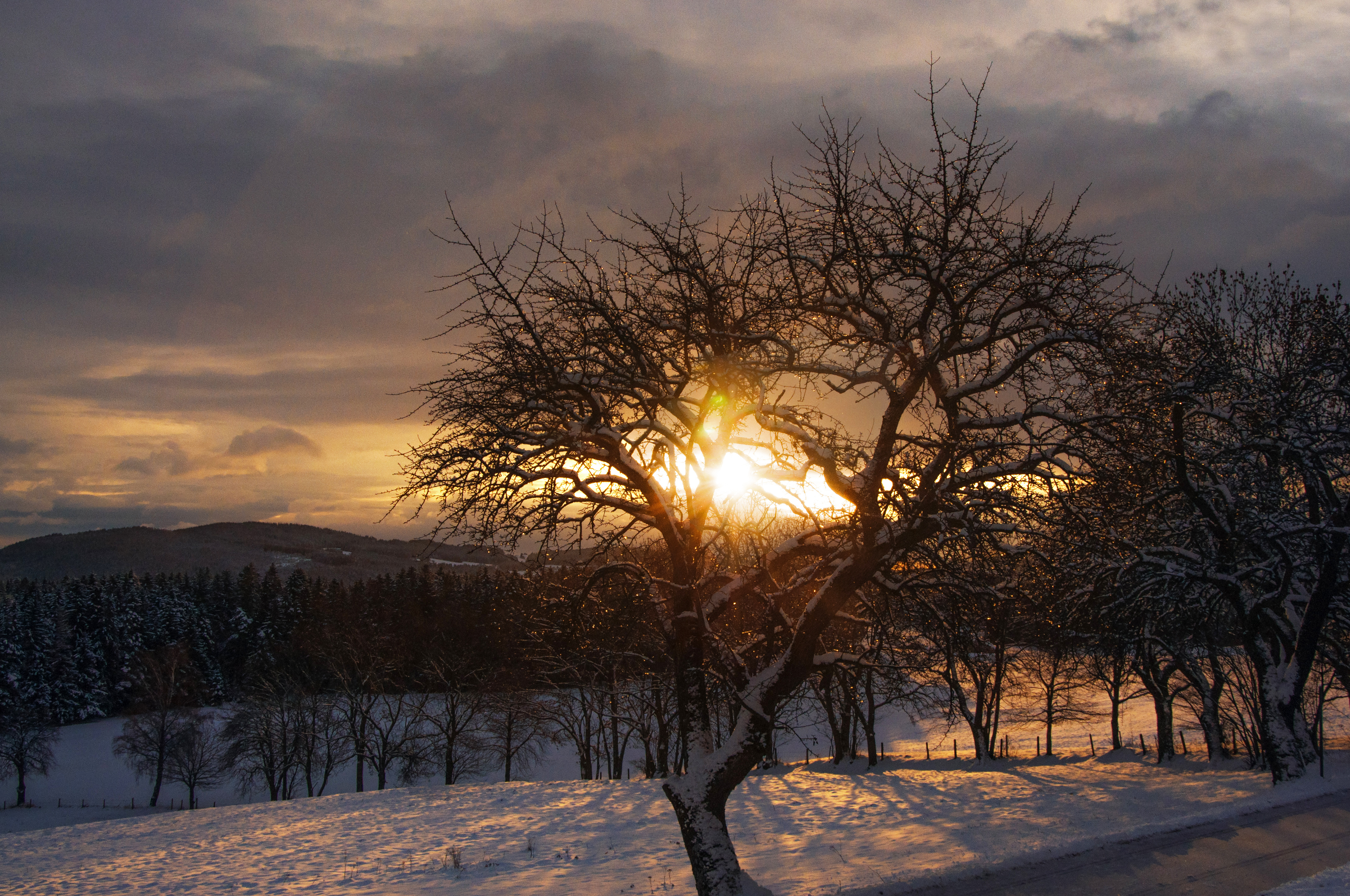 Descarga gratis la imagen Árboles, Nieve, Árbol, Tierra/naturaleza en el escritorio de tu PC