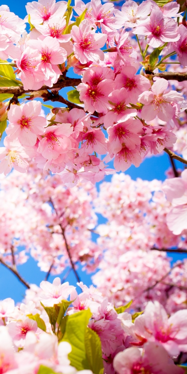 Descarga gratuita de fondo de pantalla para móvil de Flores, Florecer, Tierra/naturaleza.