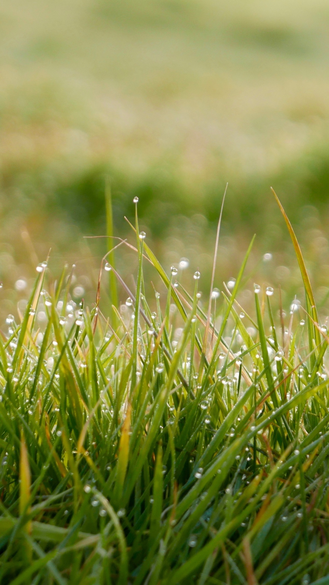 Download mobile wallpaper Nature, Grass, Blur, Close Up, Earth, Dew Drop for free.