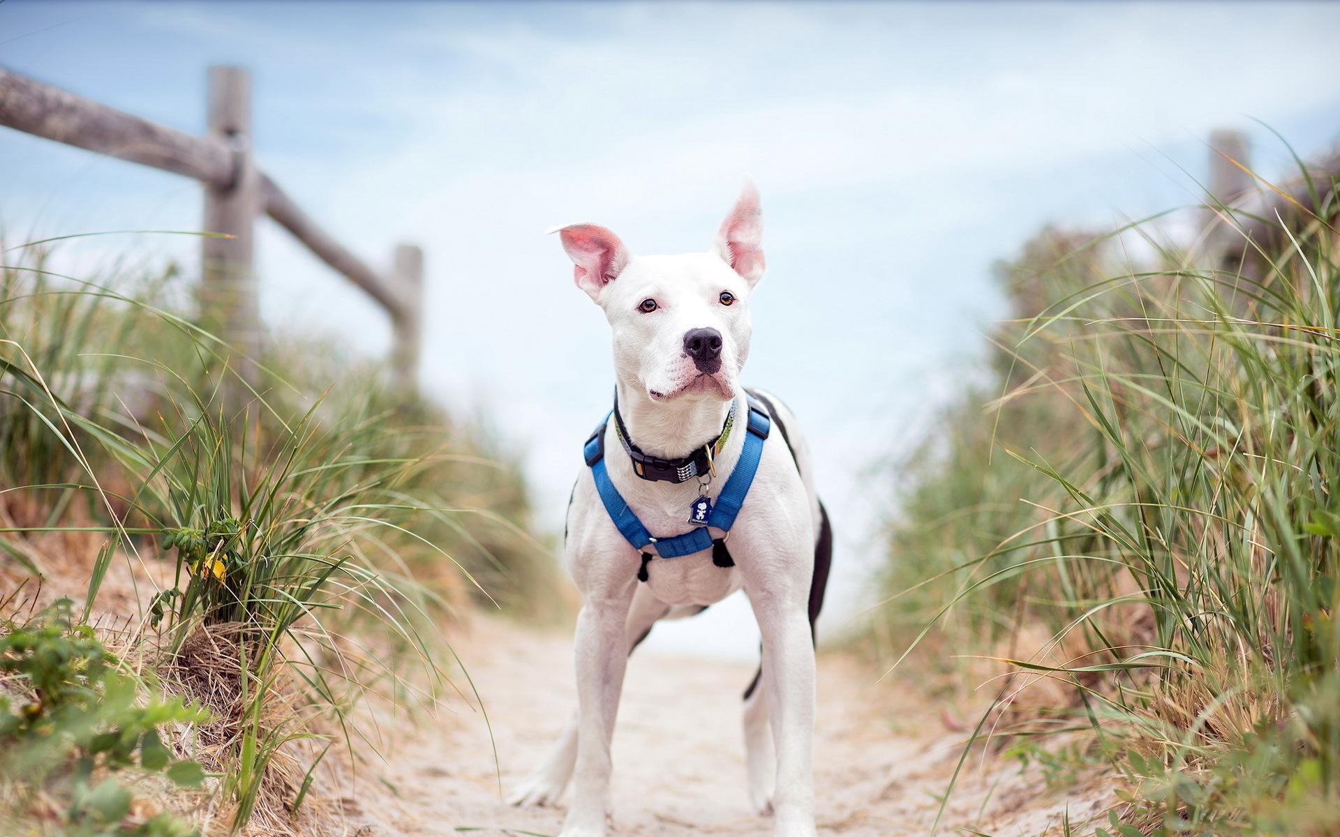 PCデスクトップに動物, 犬画像を無料でダウンロード