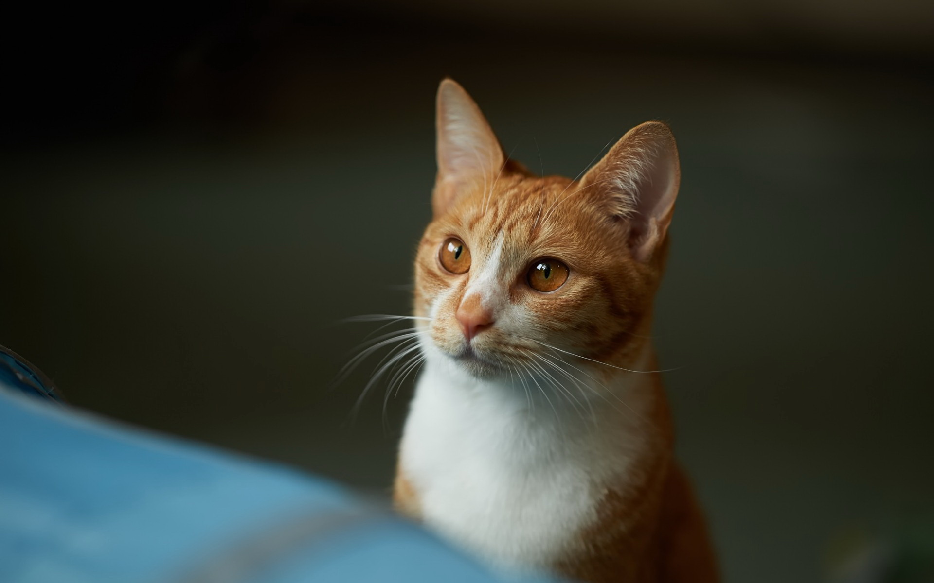 Baixe gratuitamente a imagem Animais, Gatos, Gato na área de trabalho do seu PC