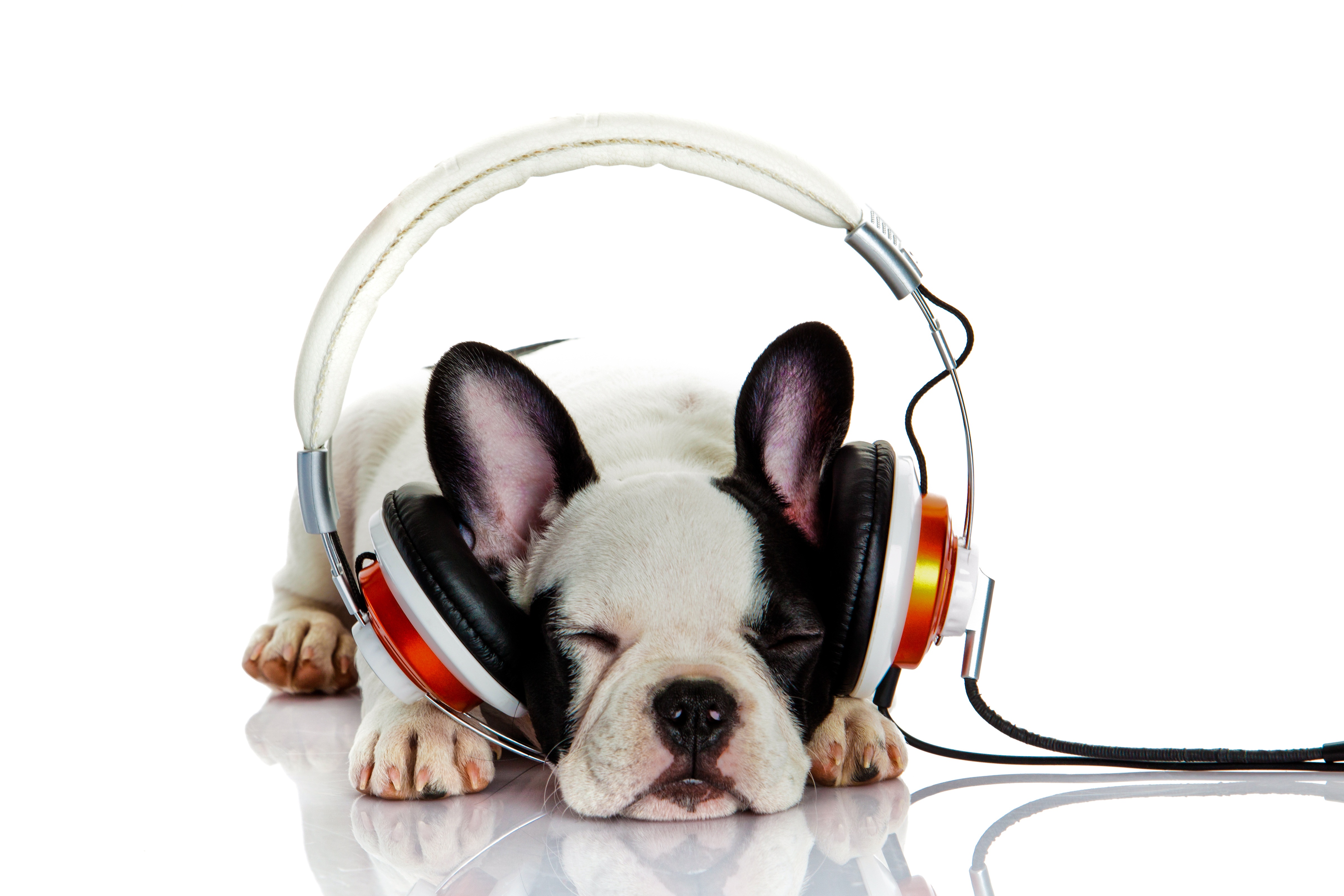 Laden Sie das Tiere, Hunde, Kopfhörer, Hund, Schlafen, Französisch Bulldogge-Bild kostenlos auf Ihren PC-Desktop herunter