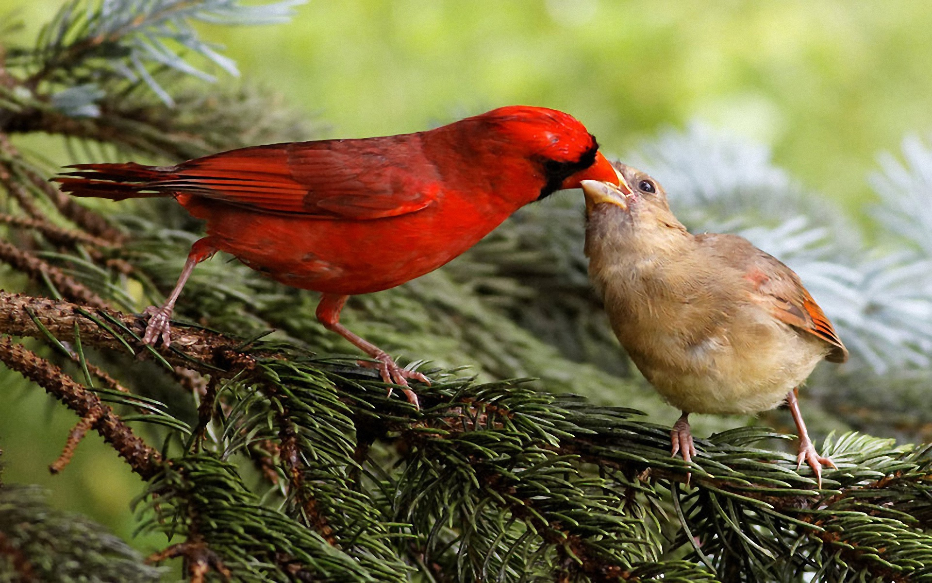 animal, cardinal, birds