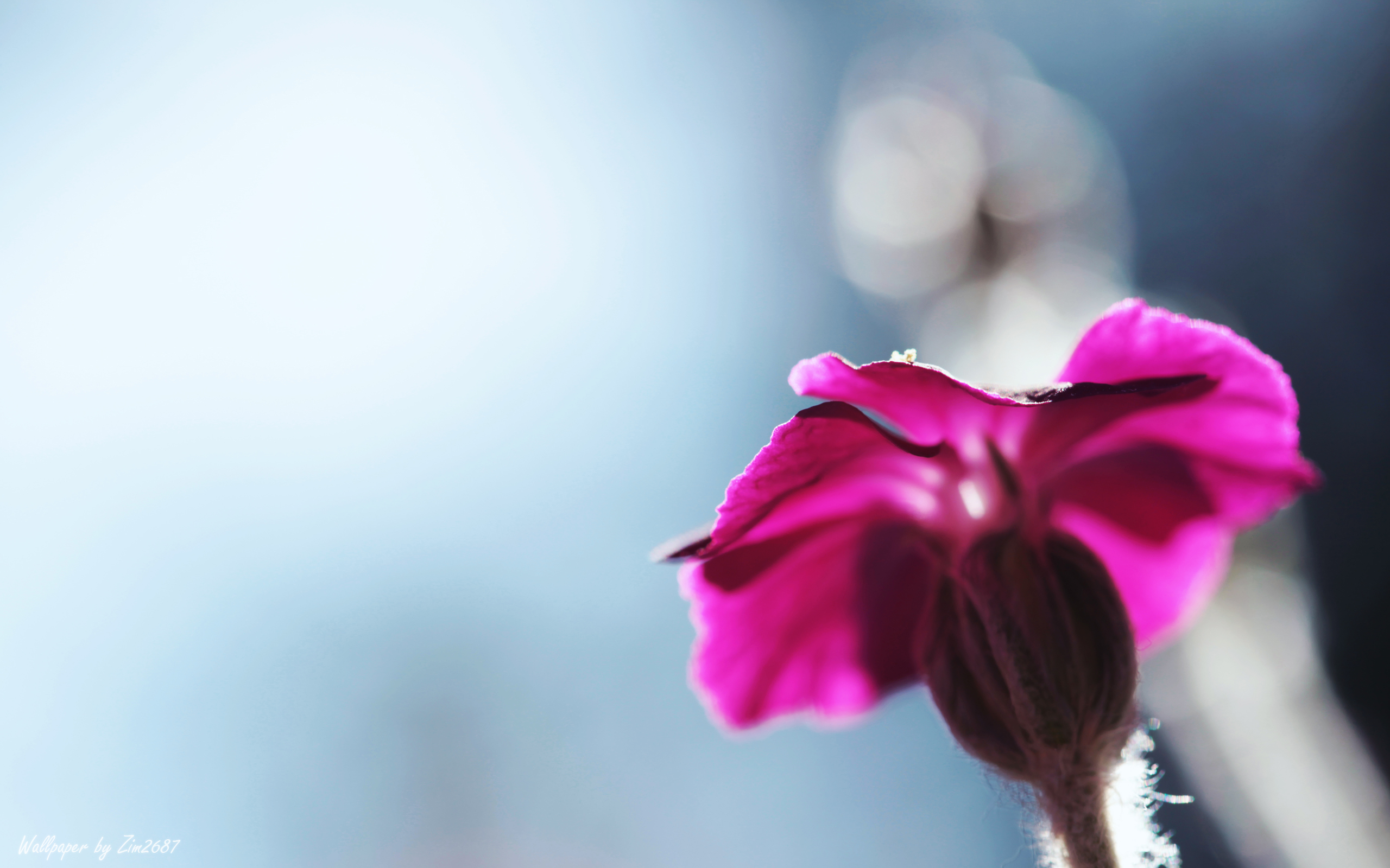 Téléchargez gratuitement l'image Fleurs, Fleur, Terre/nature sur le bureau de votre PC