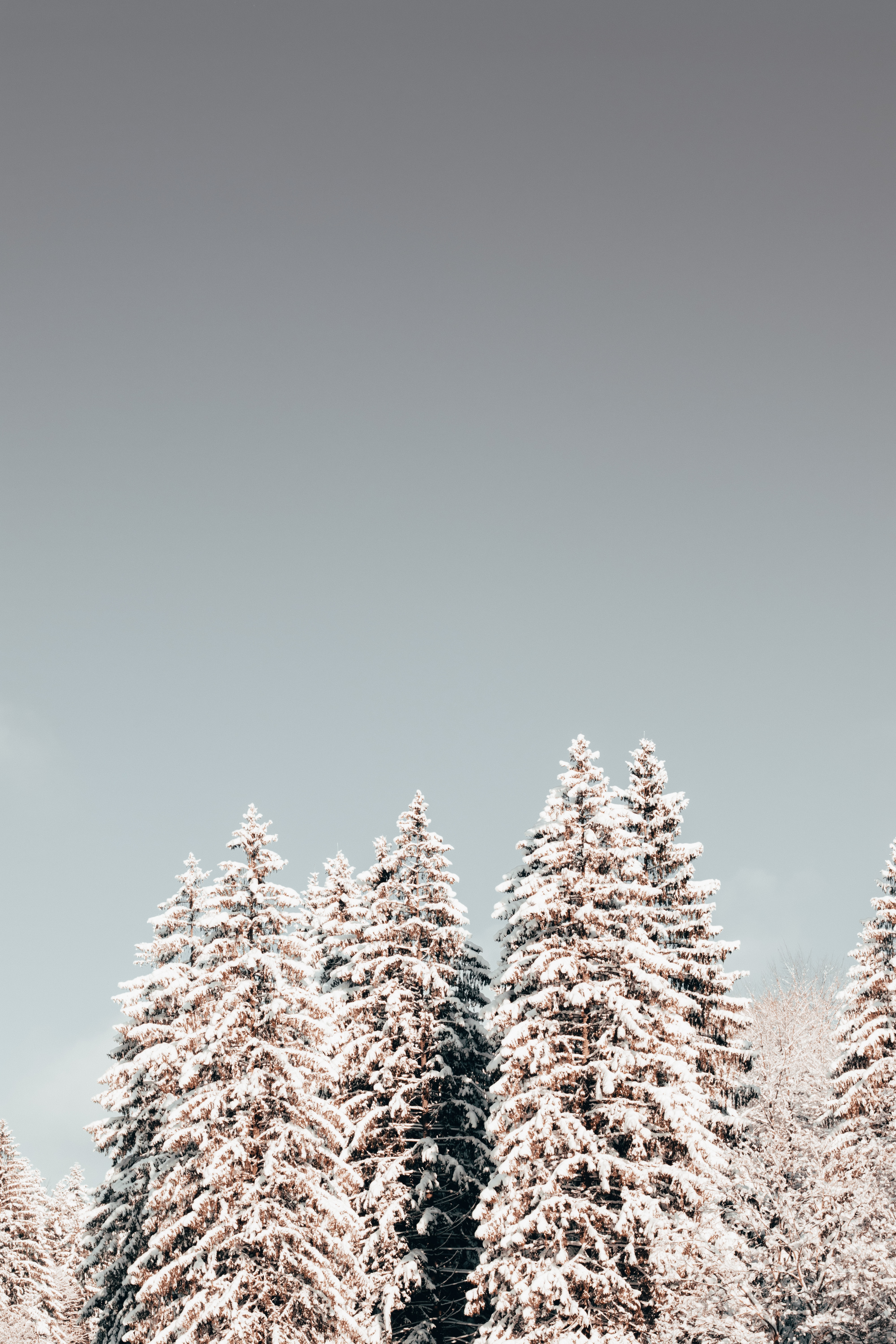 Download mobile wallpaper Pine, Trees, Nature, Snow, Winter for free.