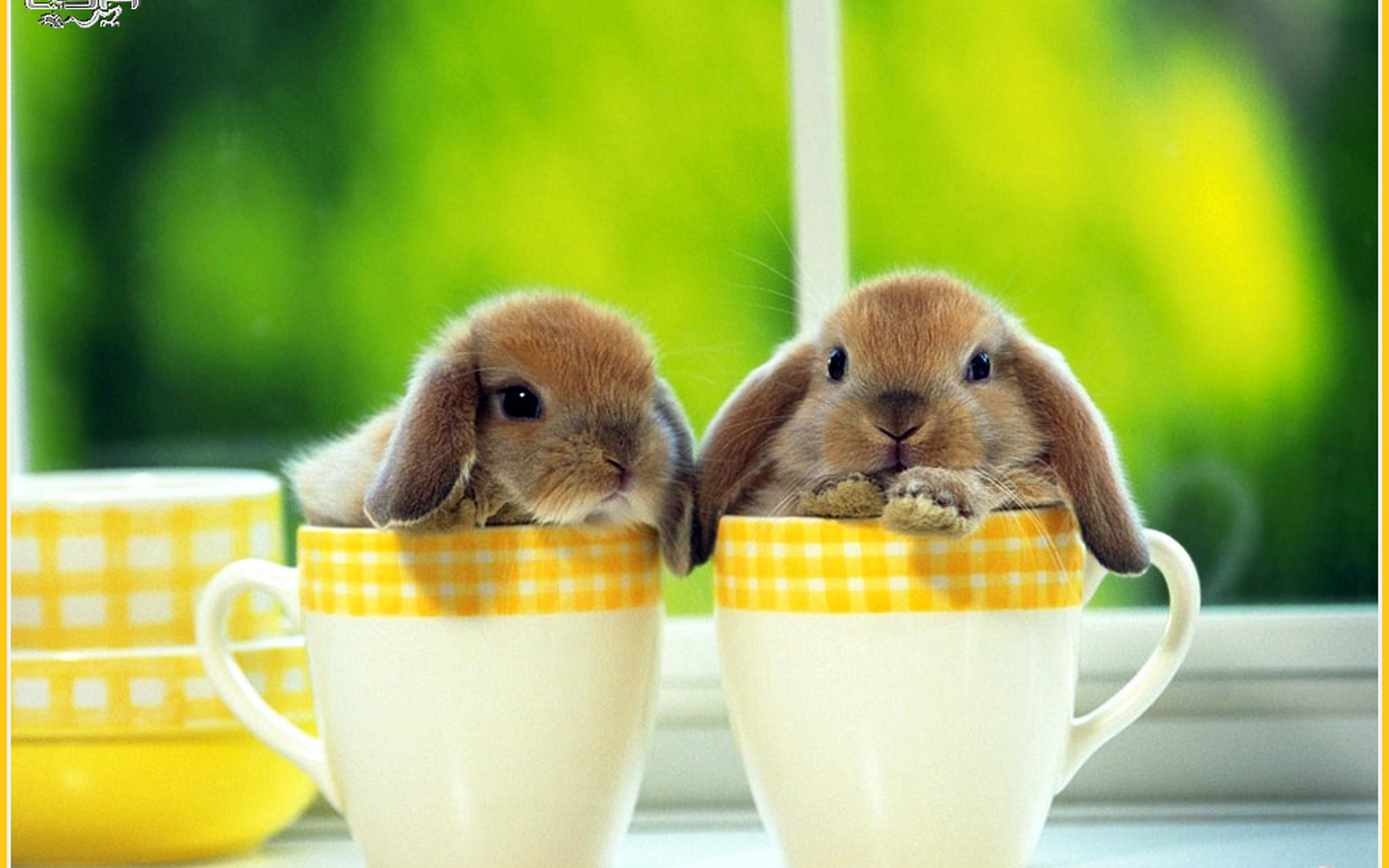 Download mobile wallpaper Animal, Rabbit for free.