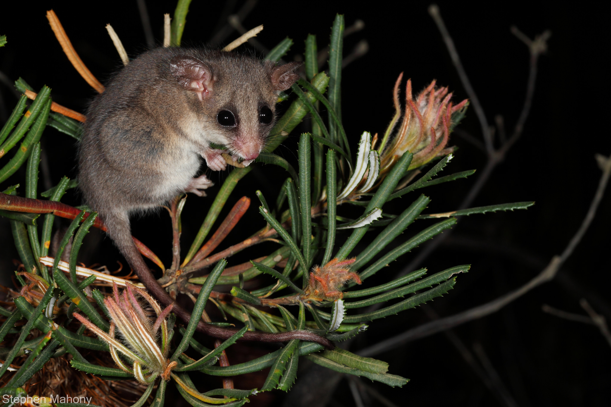 744940 Hintergrundbild herunterladen tiere, opossum, australien, bürstenschwanz opossum, beuteltier - Bildschirmschoner und Bilder kostenlos