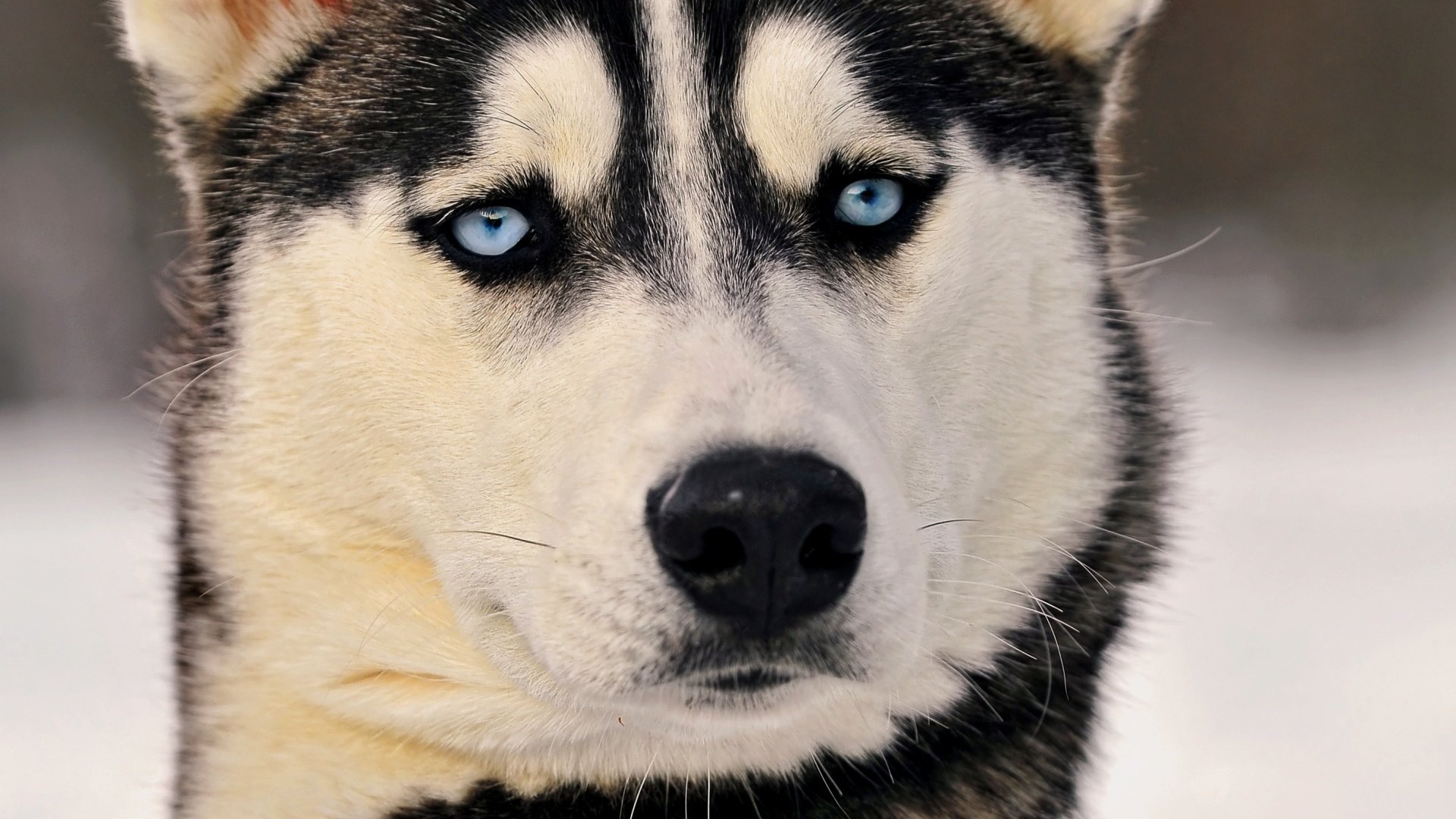 Download mobile wallpaper Animal, Husky for free.