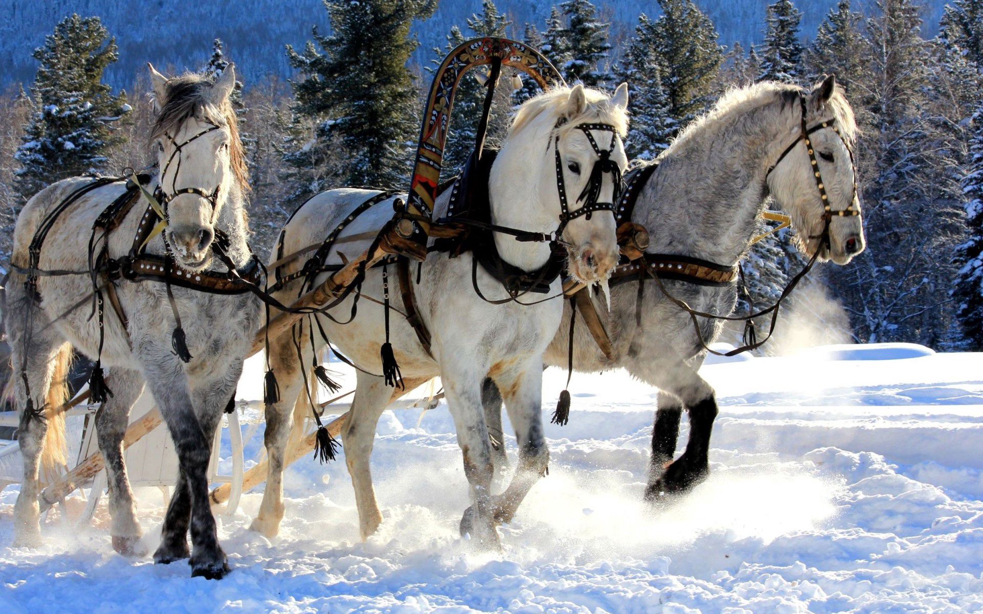 74362 скачать обои лошади, снег, упряжка, сани, животные, три - заставки и картинки бесплатно